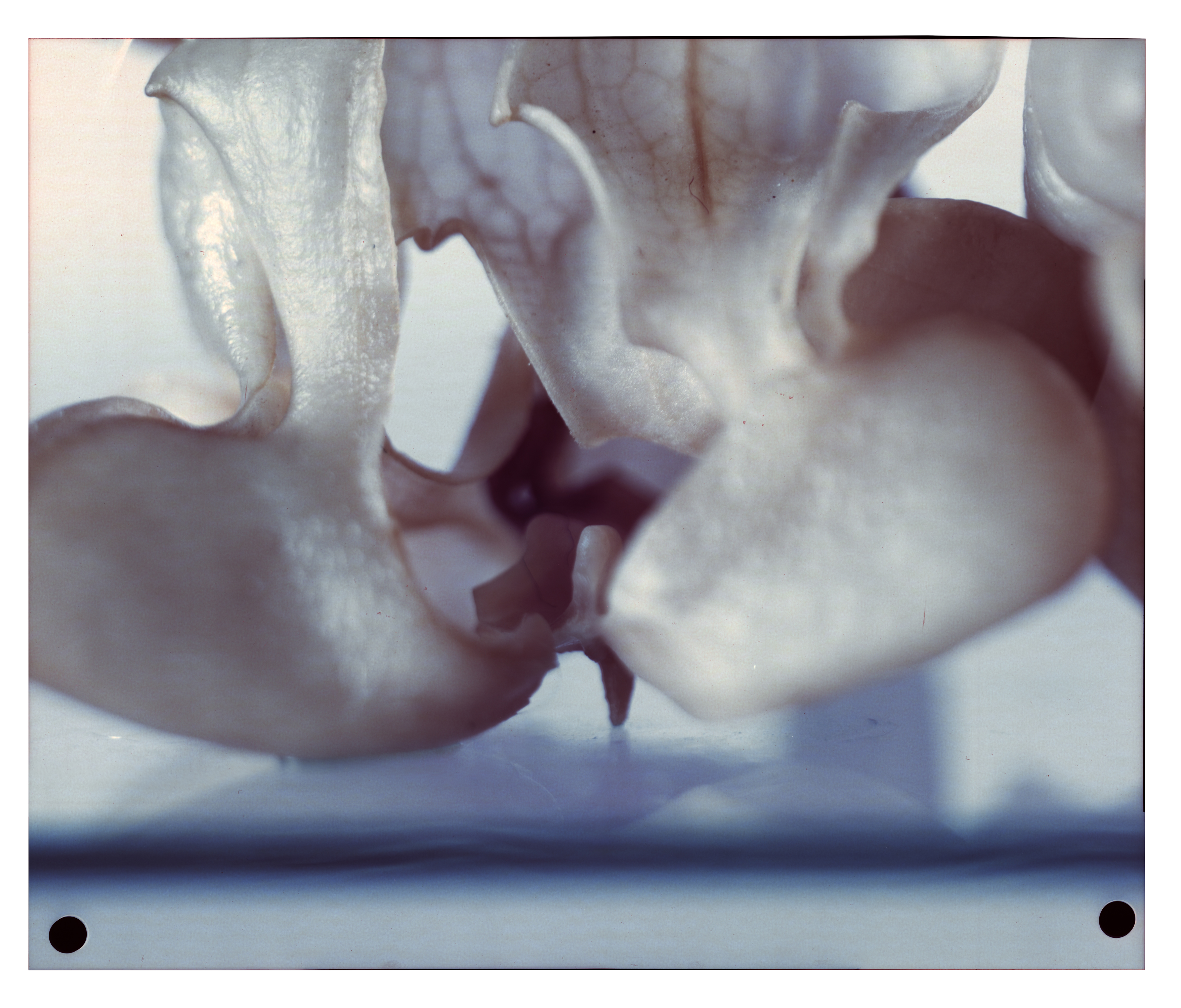 Piss Plant 1 | 2019 c-type positive | 508 x 610 mm, 20 x 24 in.