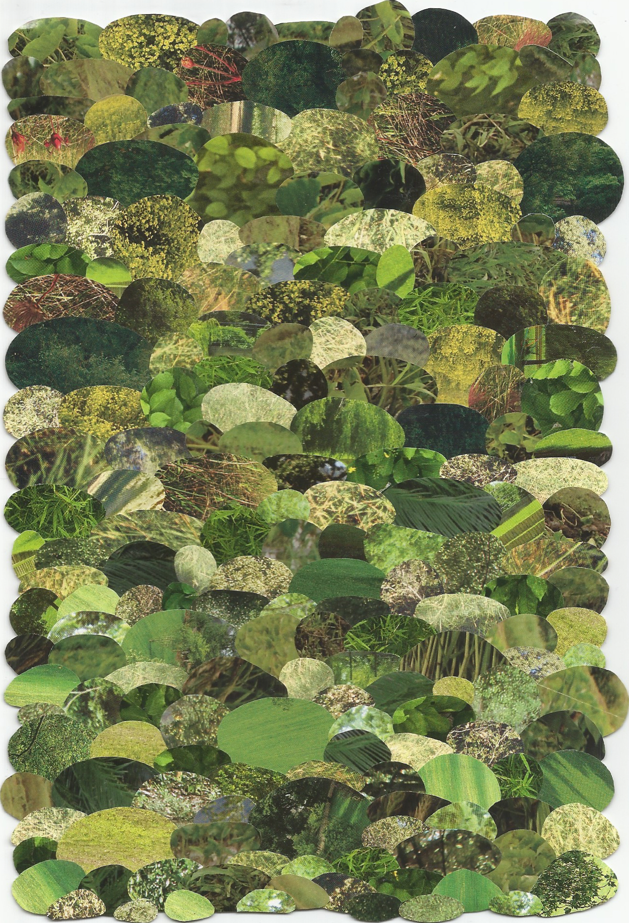 Shemp (Front) - Spring 2017