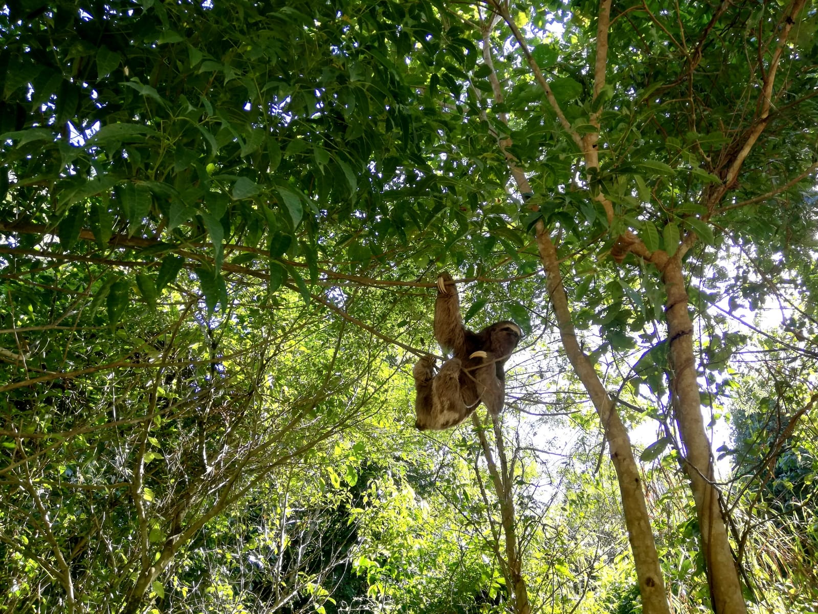 A sloth in Paraty-Mirim near the jungle tree house Remo Hostel