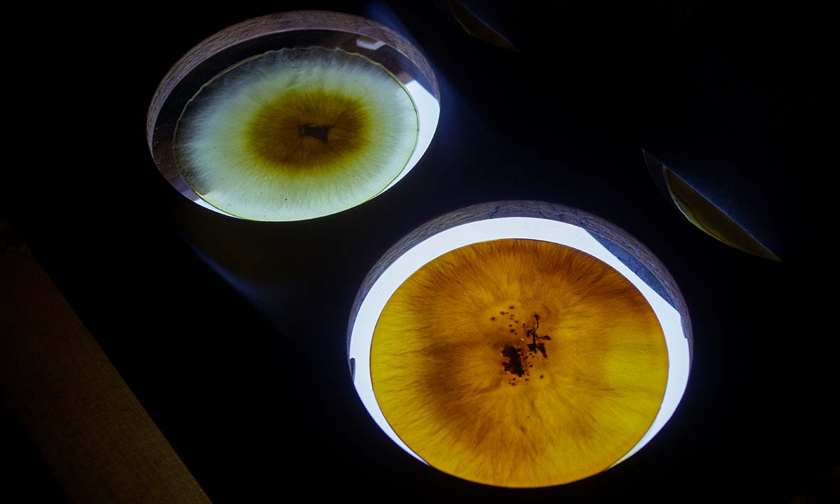 Sprouts Film Festival