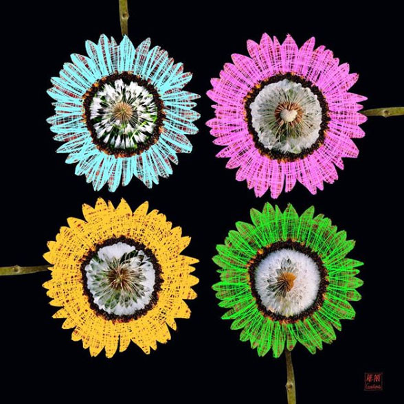 Ankie Luiken-Feldberg