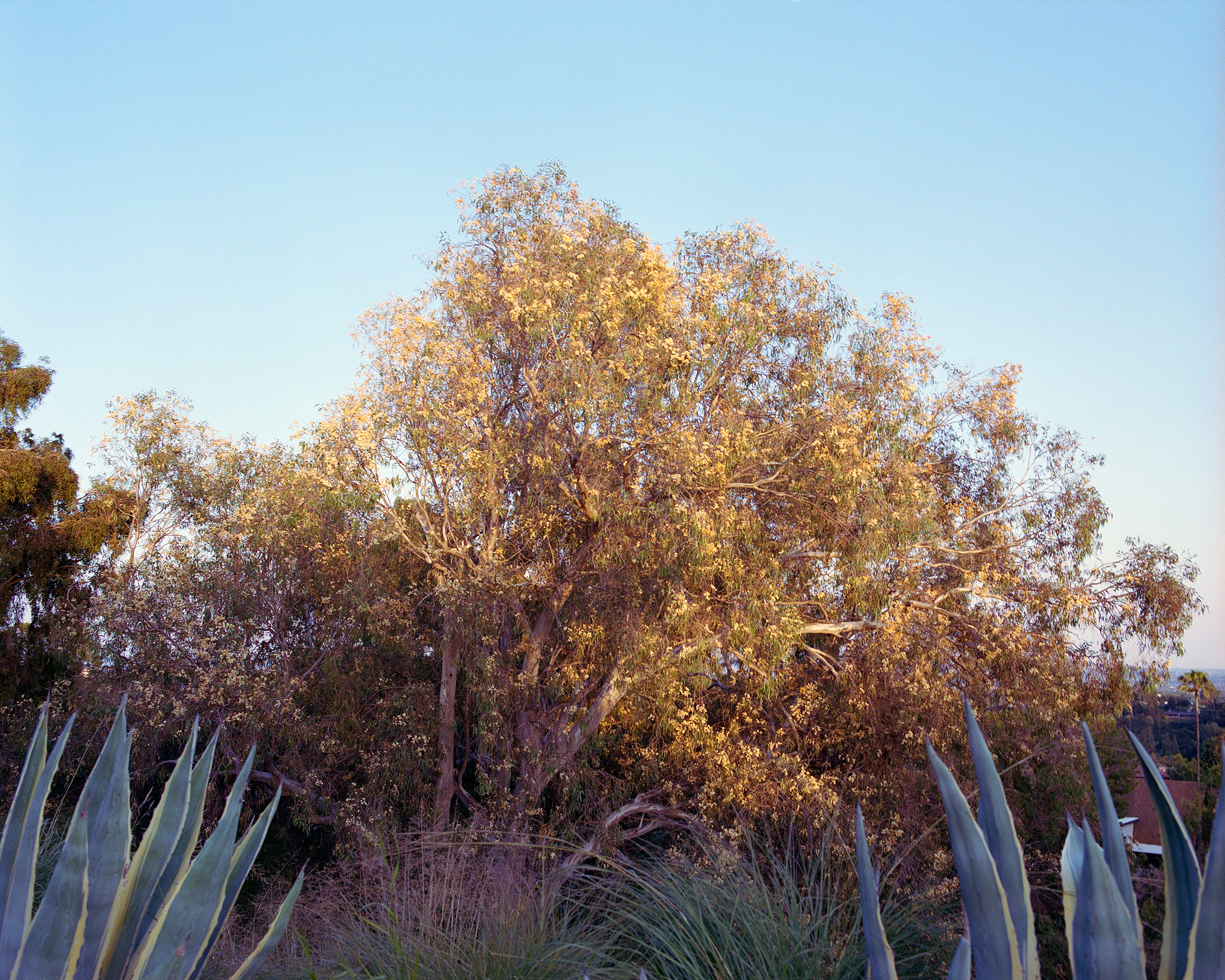 Yellow Tree, Los Angeles, CA, 2022