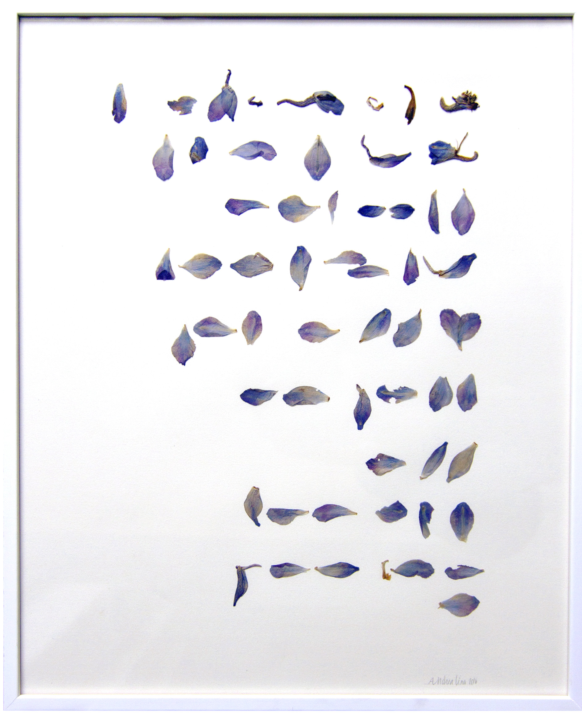 Title: "Escritura", from the series "Drawing on Nature" 2015, Delphinium petals over paper. 14"x17" ©Andrea lira 2016