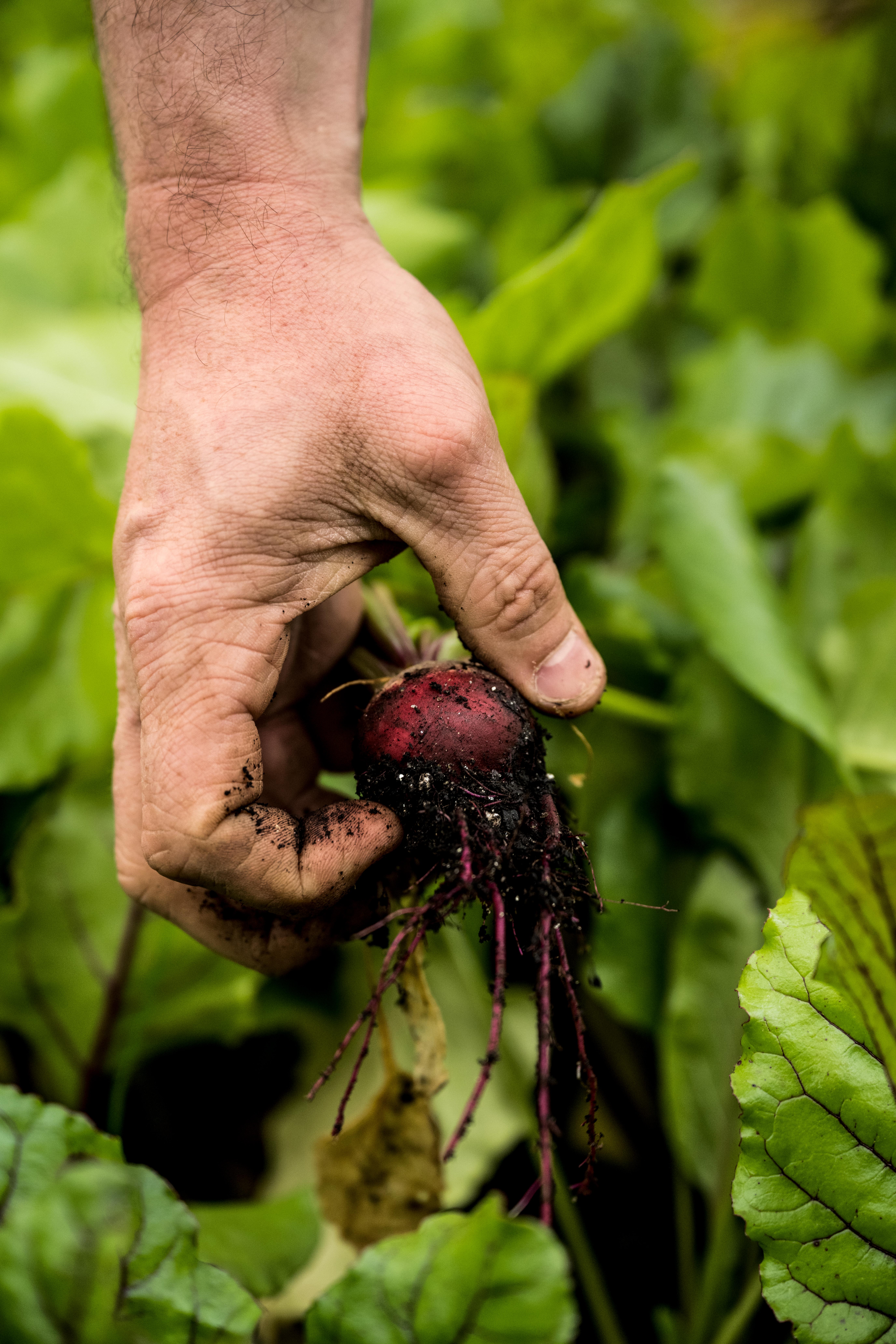 Closeup shot of Sean Brock's hand pulling a beetroot from a field.