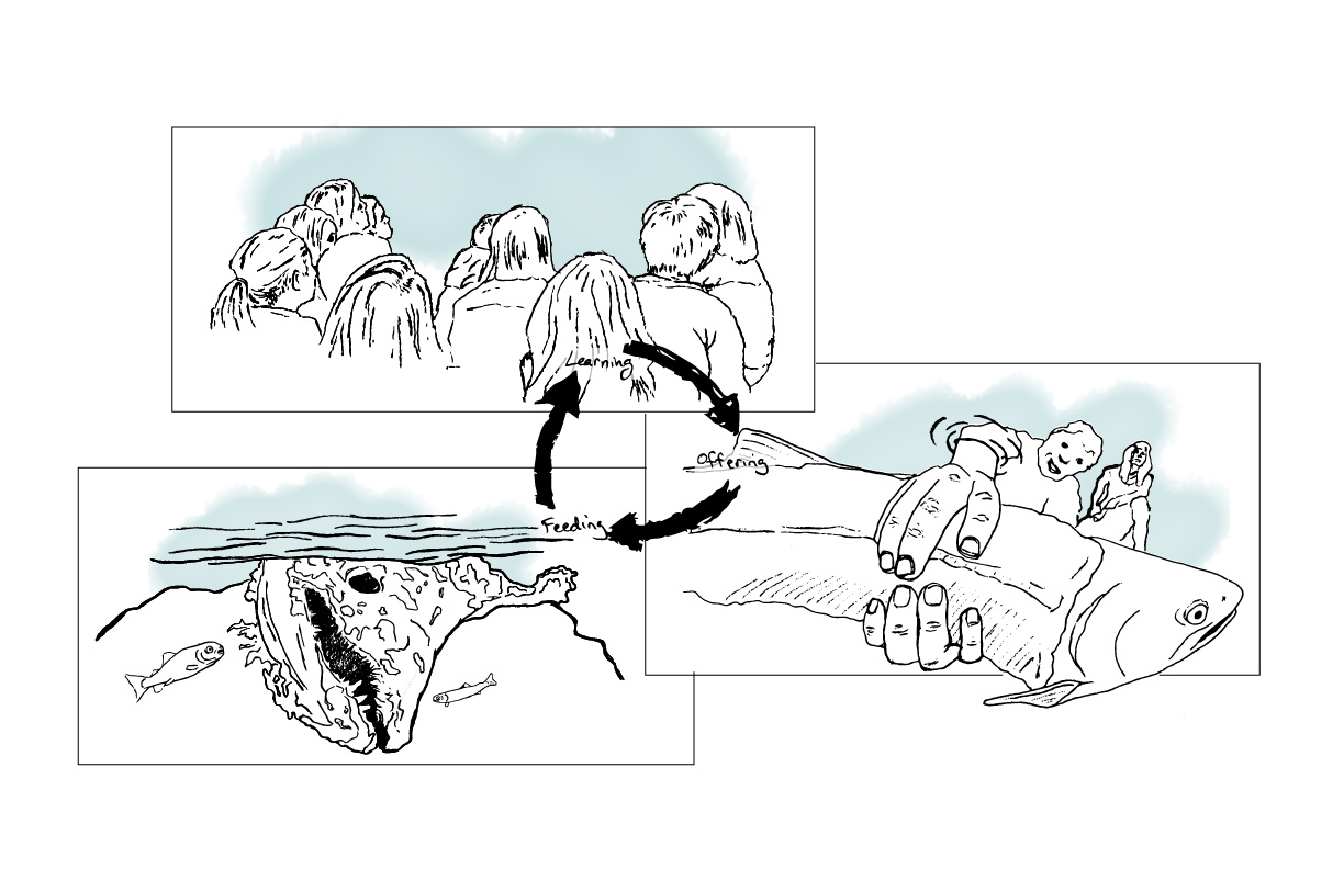 SALMON OFFERING CYCLE: SCHOOL