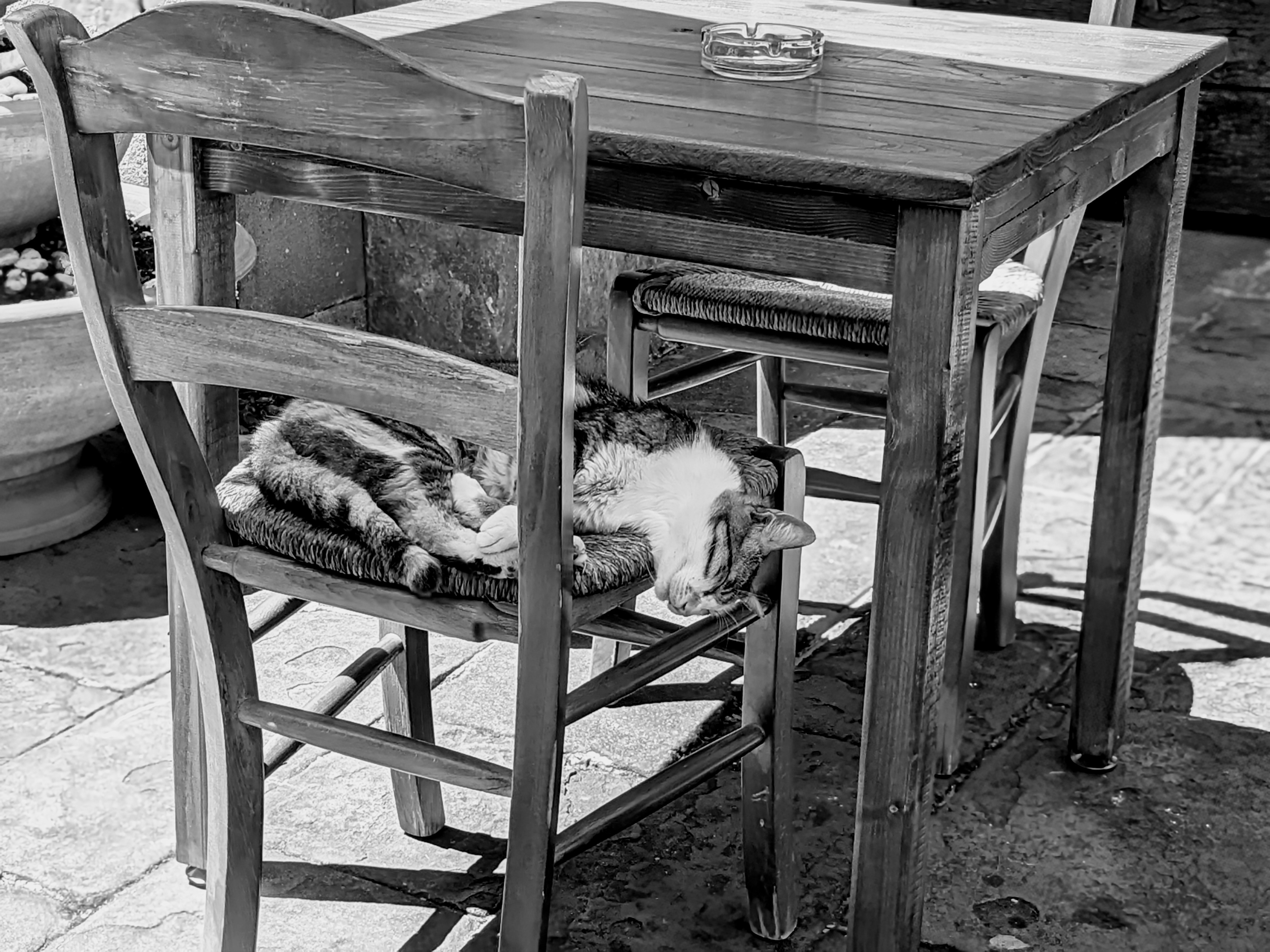 A cat waits for the salmon to drop in the smoking section. (Barga, Italy)