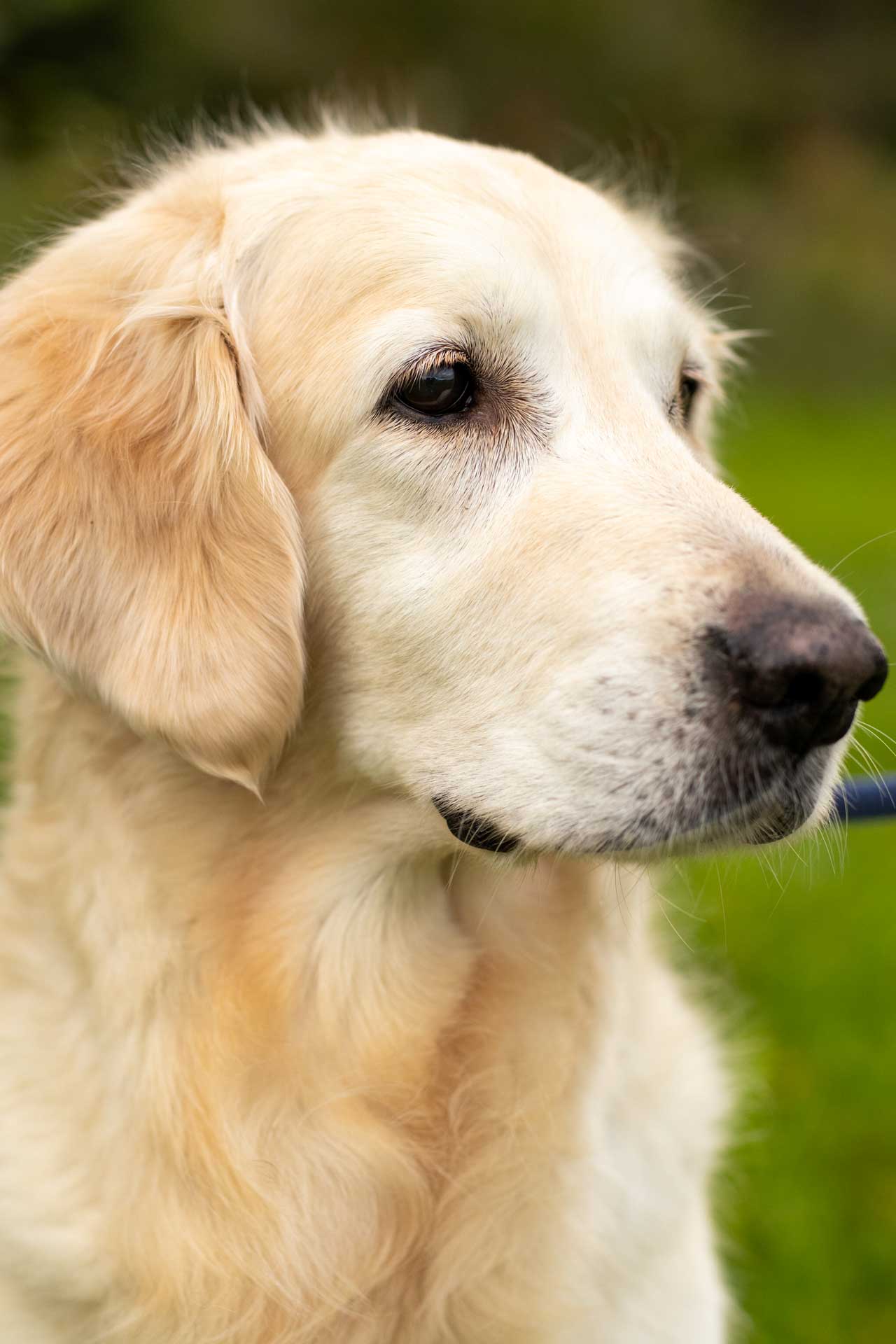 Eine nonverbale Freundschaft: Thomas und Goldenretriever Hyuna.