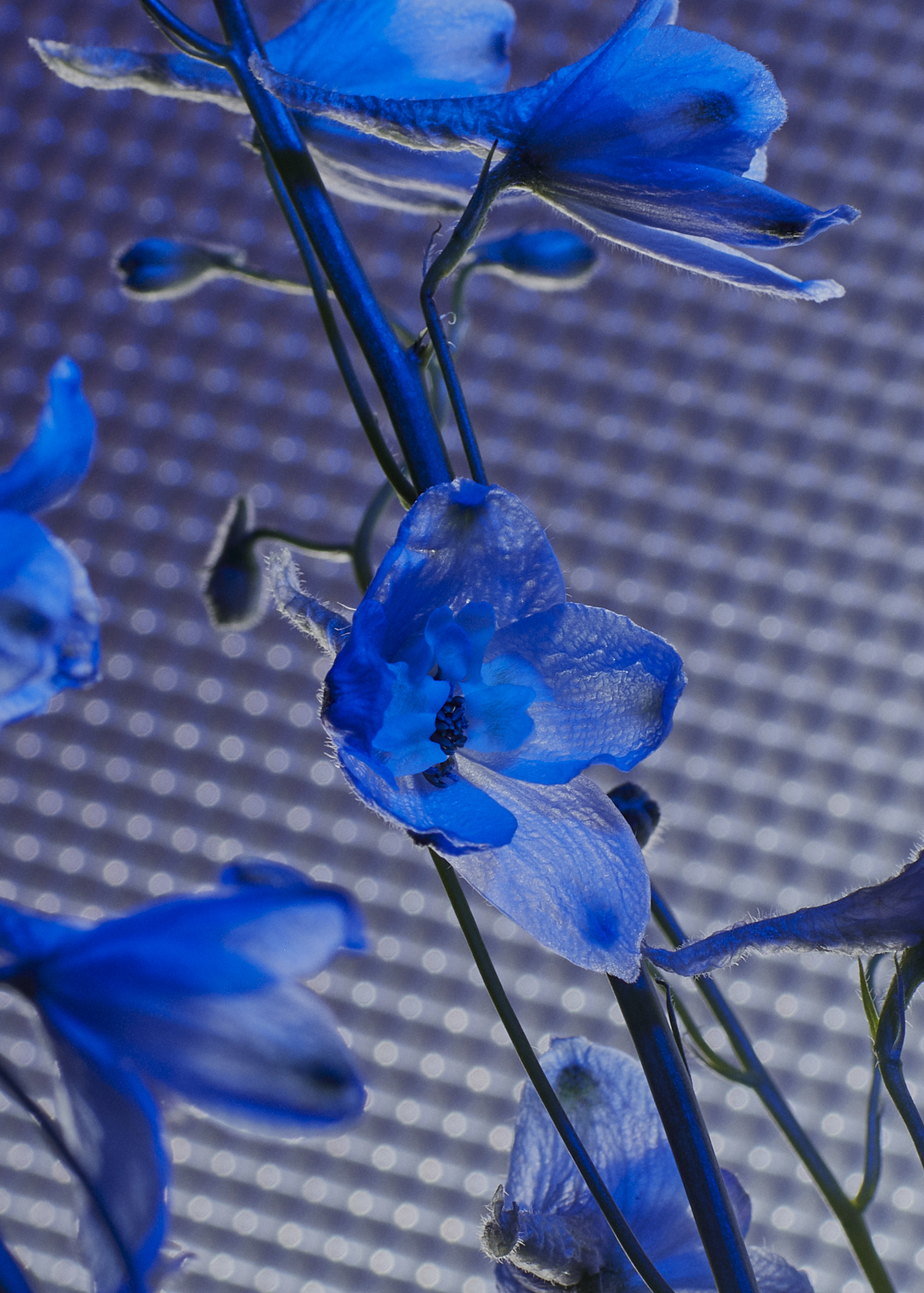 Pretty in Blue Flowers Water Bottle – Humbled Creations Within