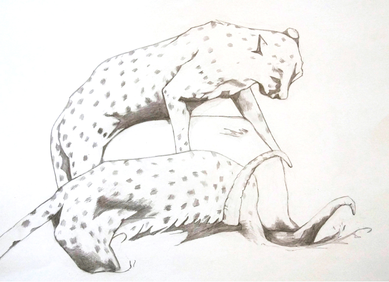 cheetahs | two are better 2013