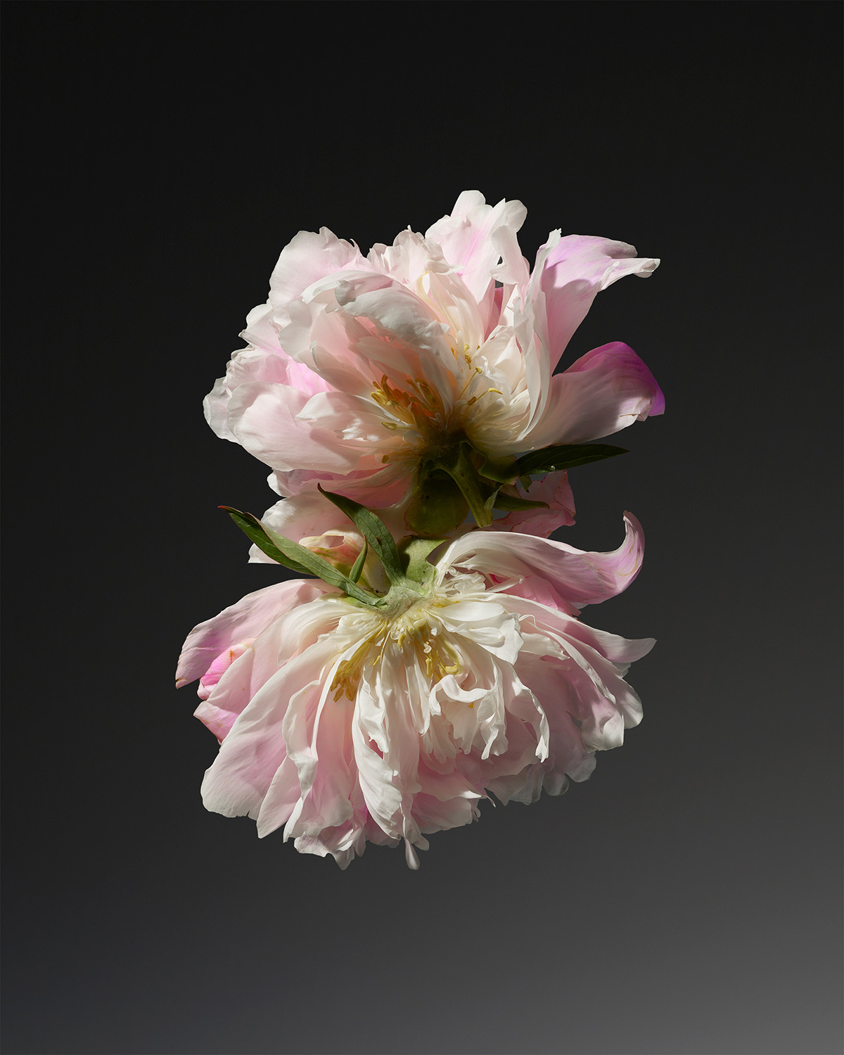 KMA photographer Isabelle Bonjean shoots photograph of floating light pink flower with a green stem and a black background 