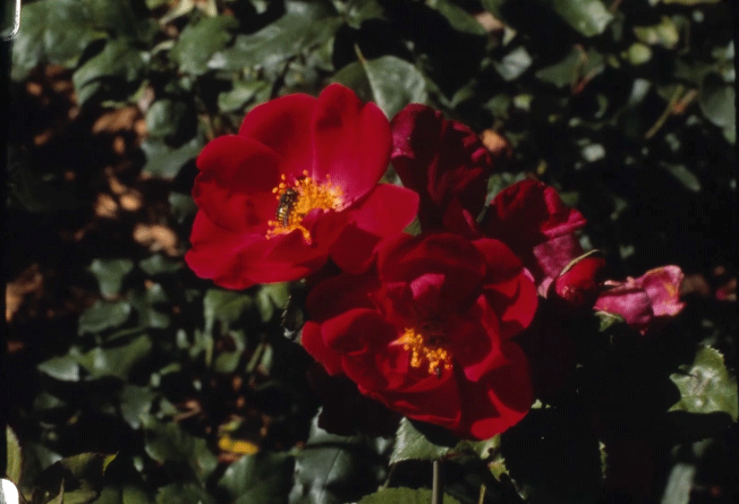 VICTORIA OLIVER FARNER: ULTIMATE FORM #003 GARDEN PORTRAITS