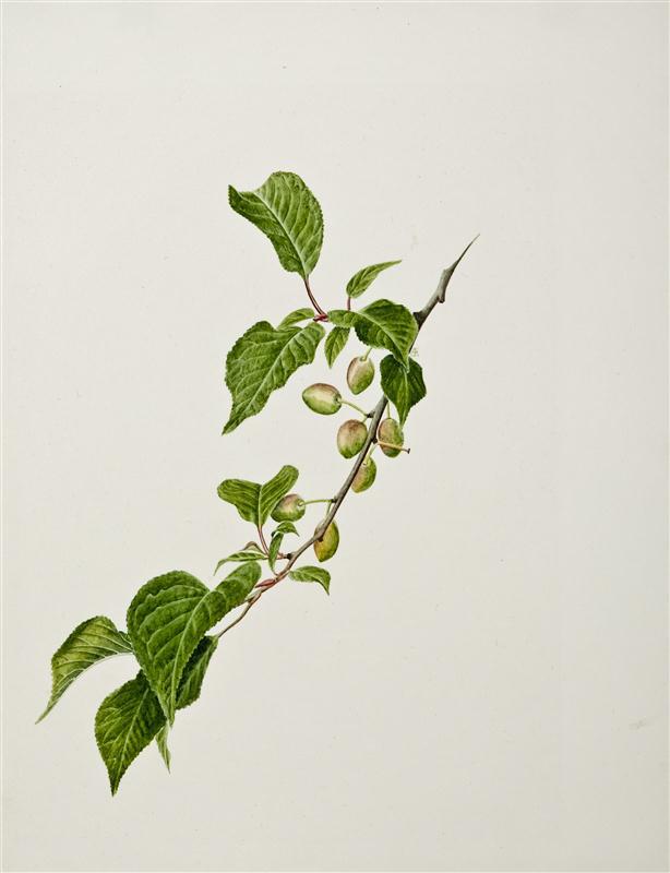 Plum (from and some brought flowers: Plants from the New World), 21st-century, Ernest John Revell