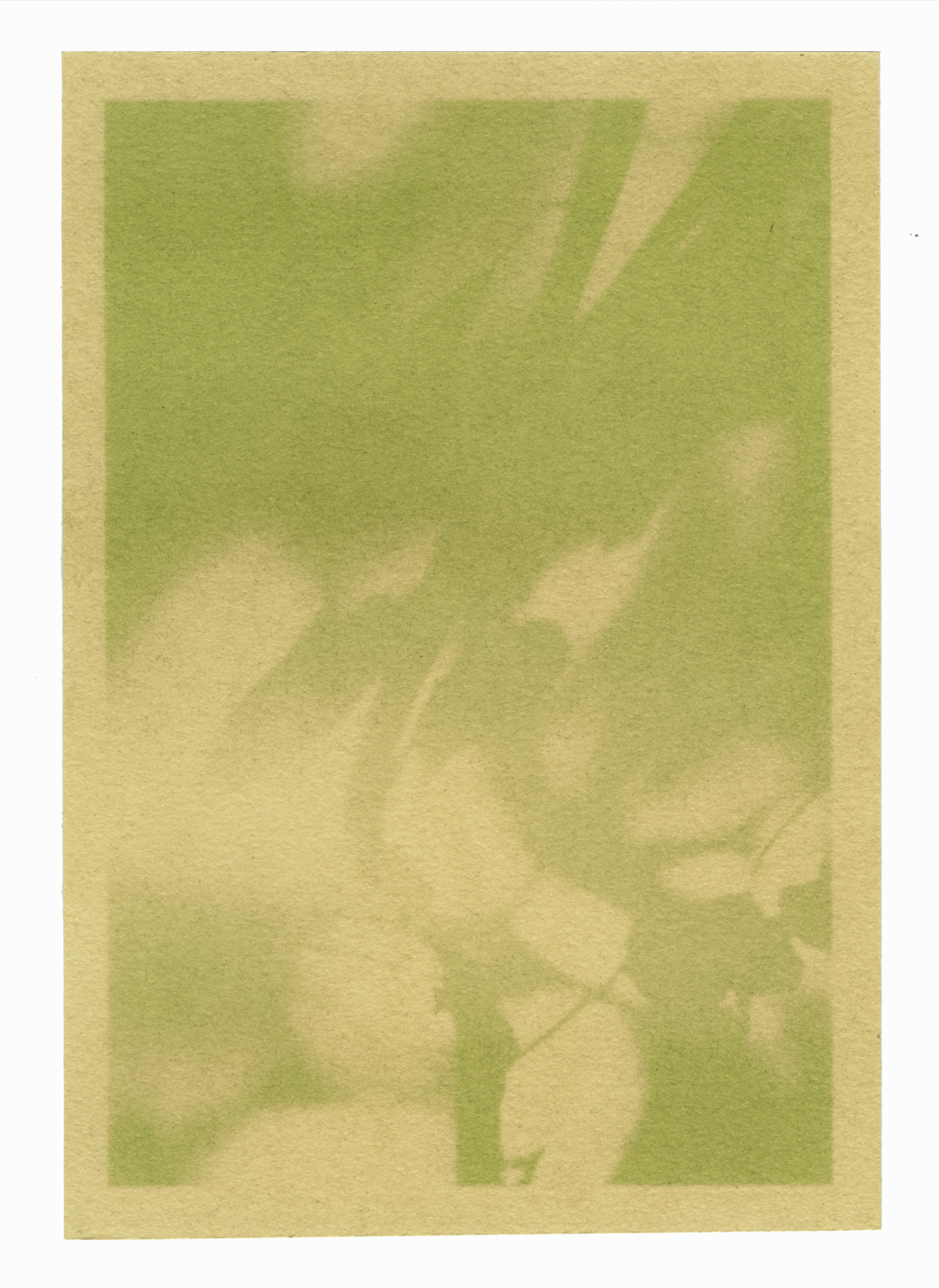Yard Shadows, Chard Anthotype, 2022