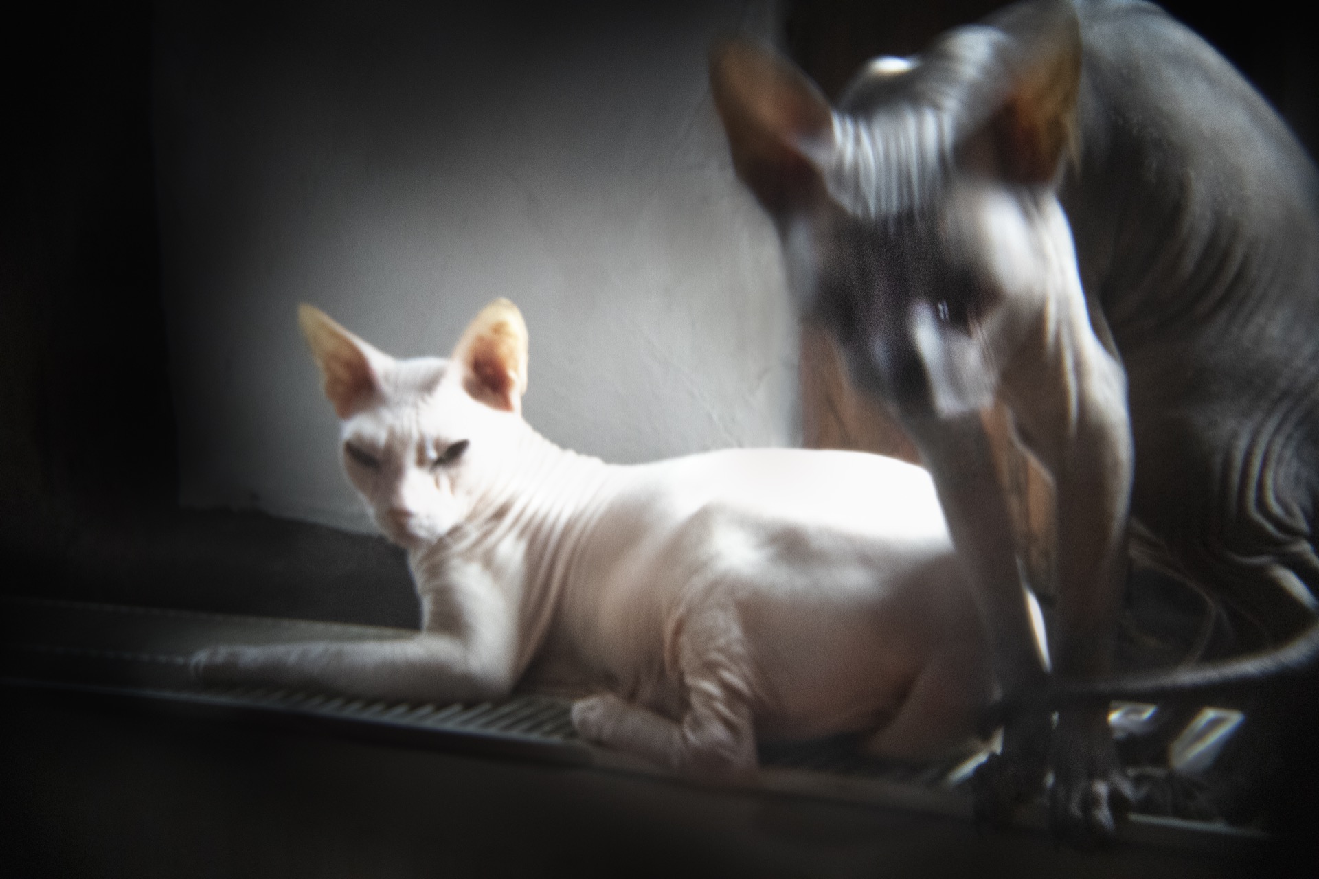 Chats @ Christine Delory-Momberger