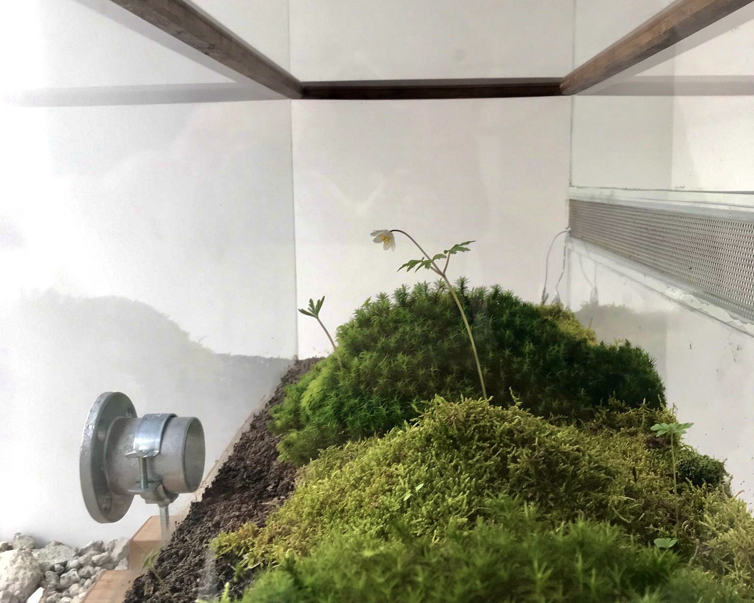 > Towards Moss Citizenship? [2023]