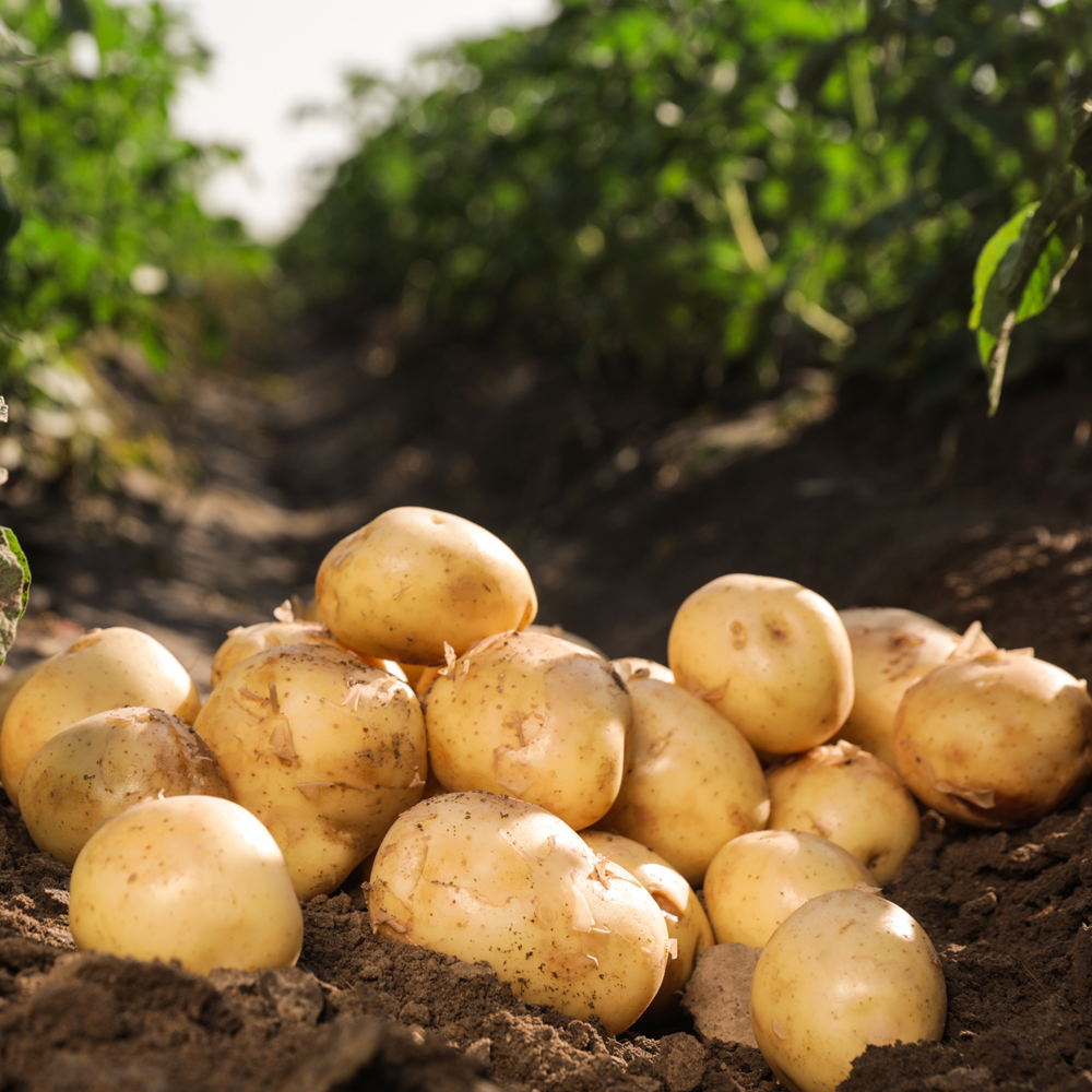 Pile of potatoes sitting on the ground
