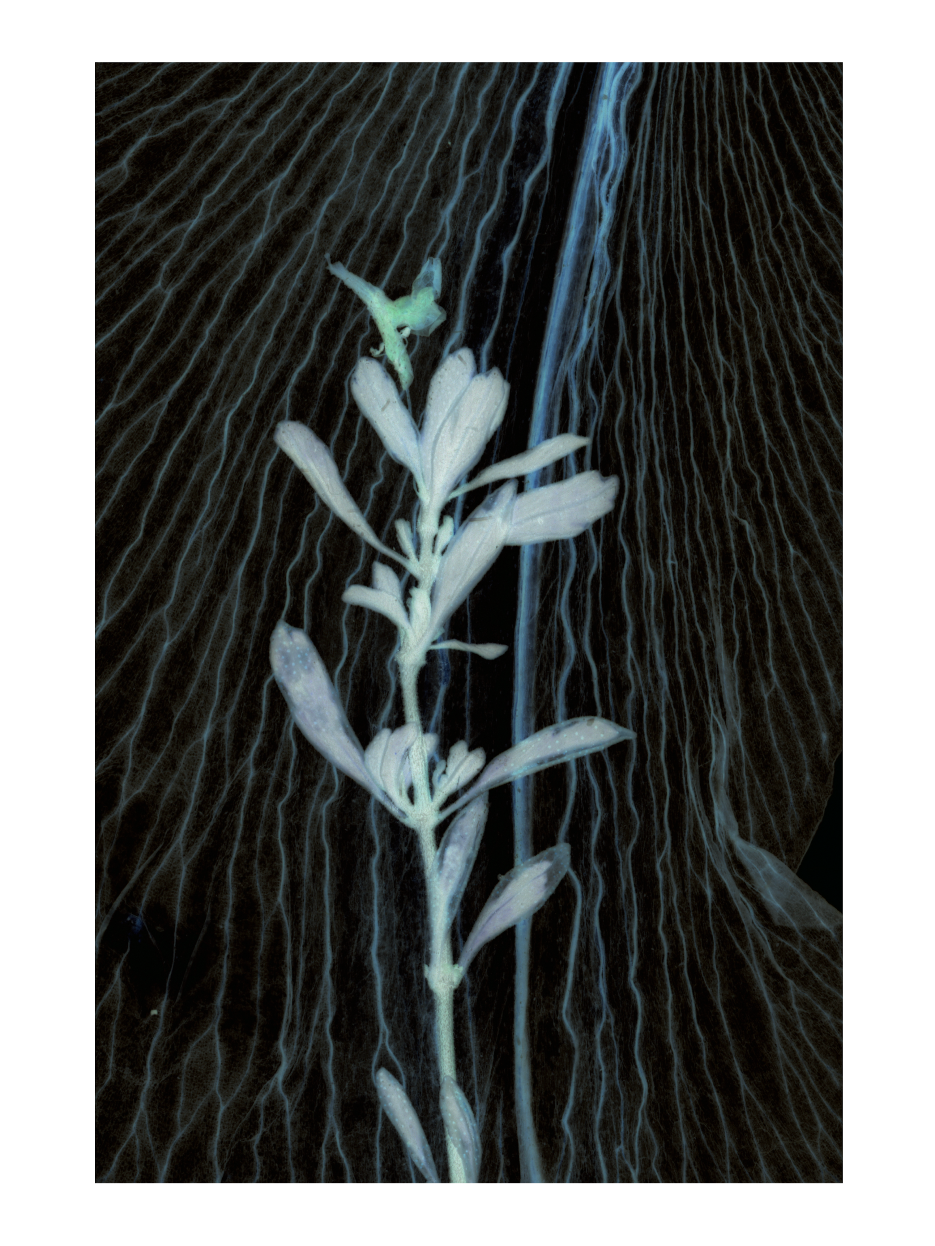 Ph(y)toform 7, 19.8 x 29.2cm, Giclée print of Fine Art Rag Matt