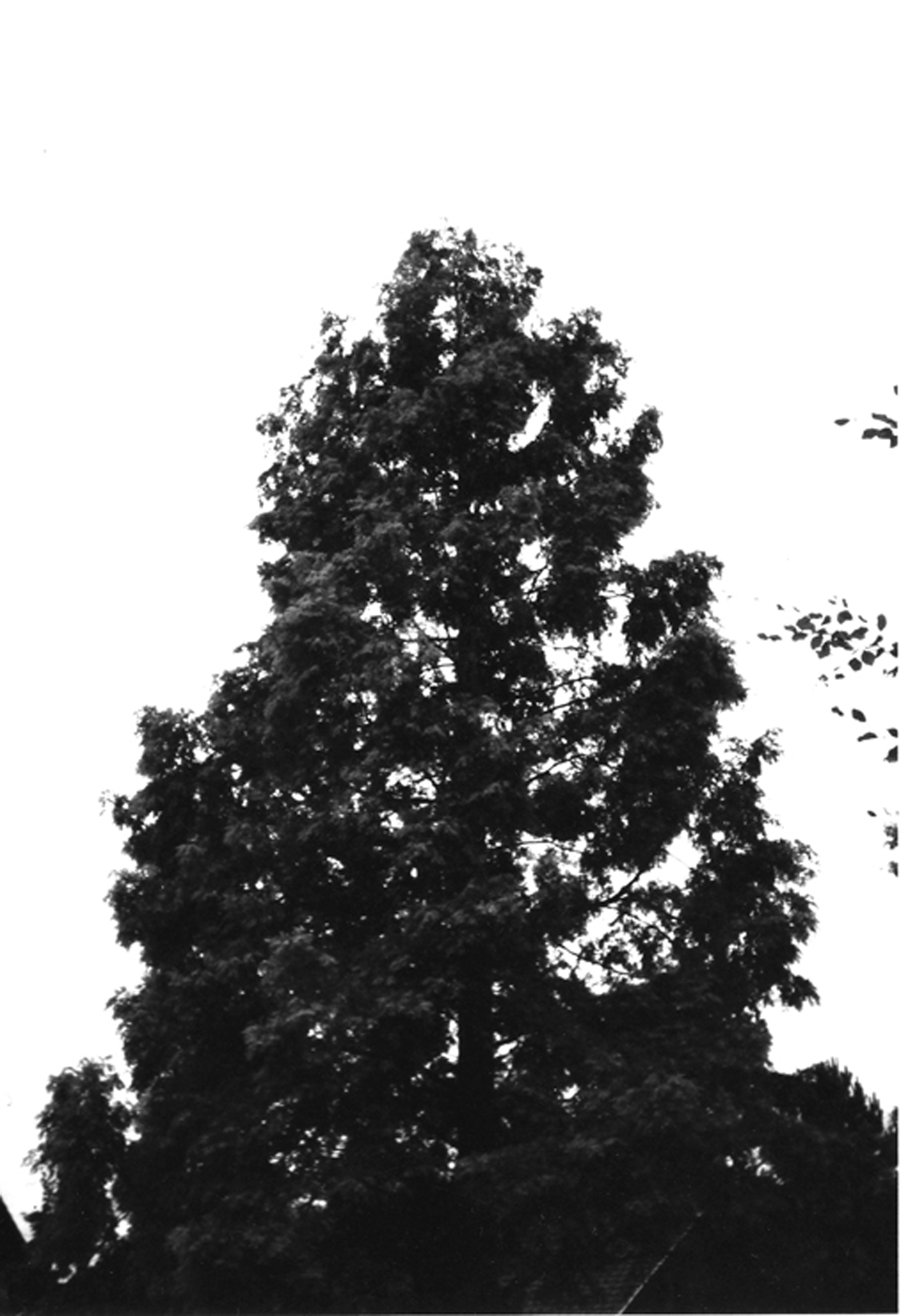 Urweltmammut, Metasequoia glyptostroboides