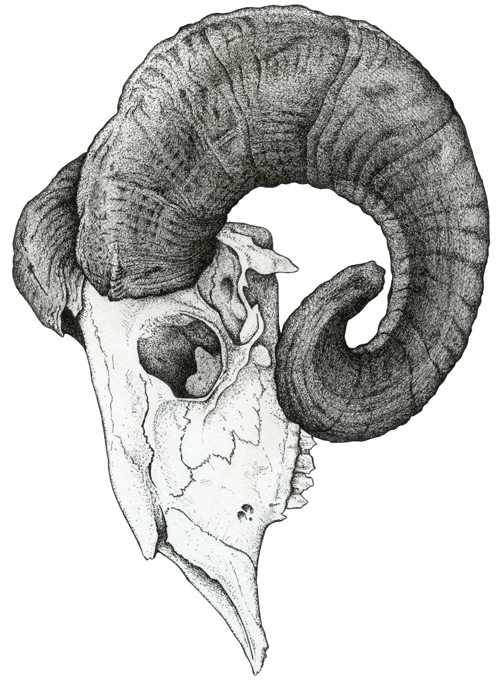 Corsican Ram Skull