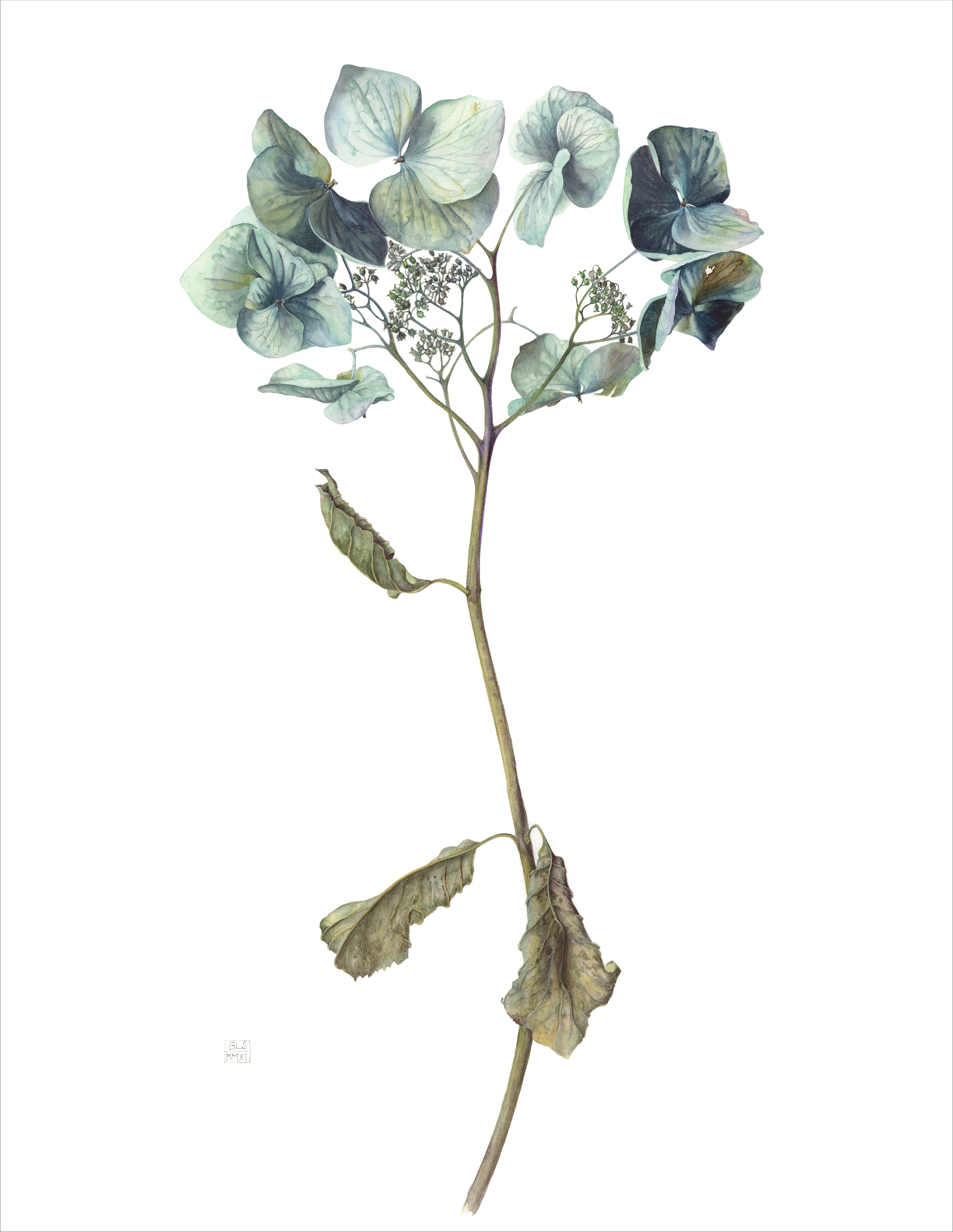 Hydrangea macrophylla Blaumeise