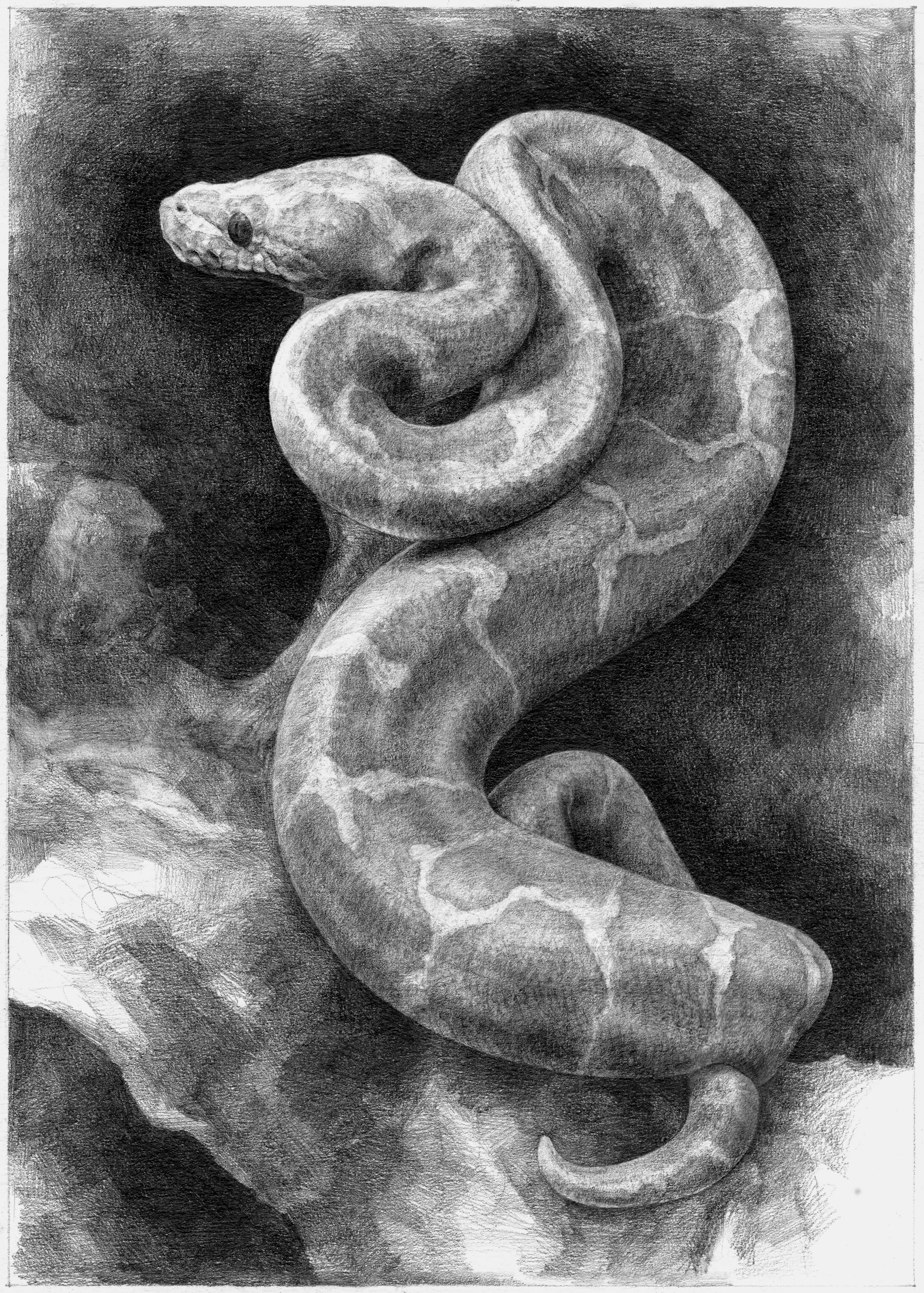 ALBINO SPIDER BALL PYTHON