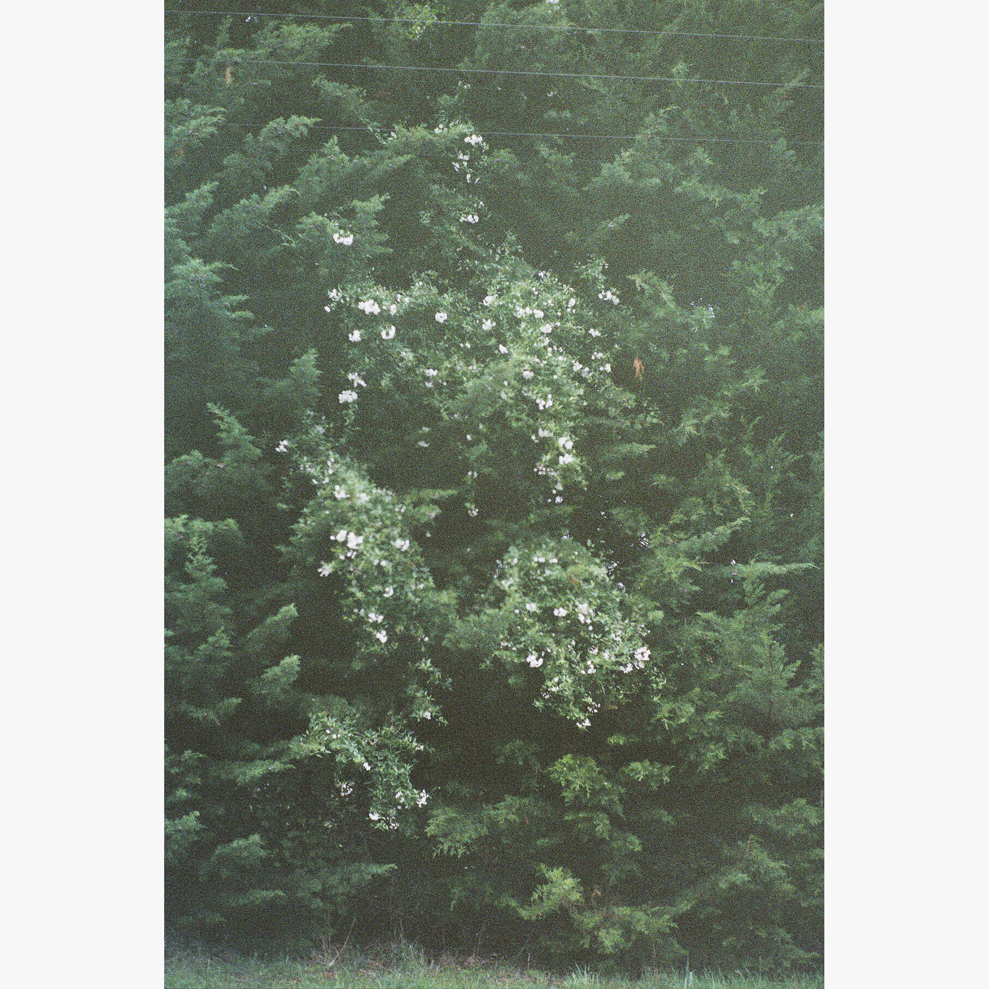 3/3Puawhananga / Clematis paniculata, Matahiwi, 2006 (060714_001)