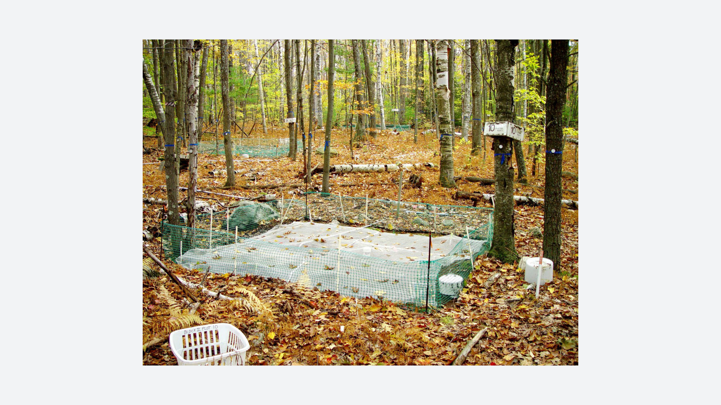 Fig. 12. Experimental dirt plots at Harvard Forest. Harvard Forest. “Dirt Plots.” Harvard Forest at Harvard University. 2006. Hollis Images.