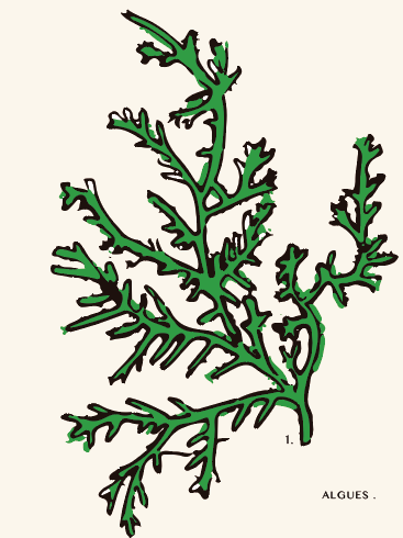 SW . SS2020 SALACIA DESIGN