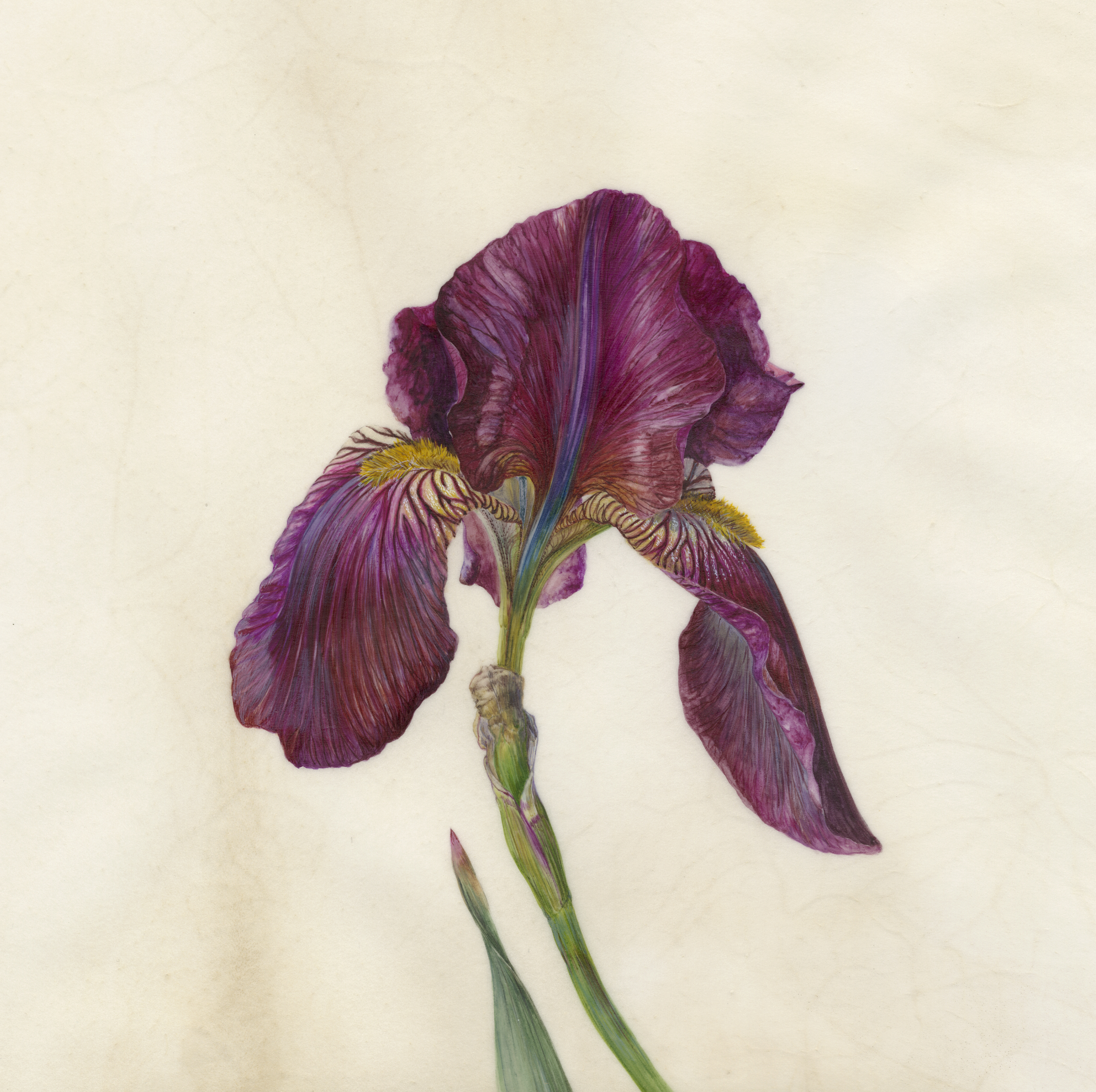 Iris red orchid