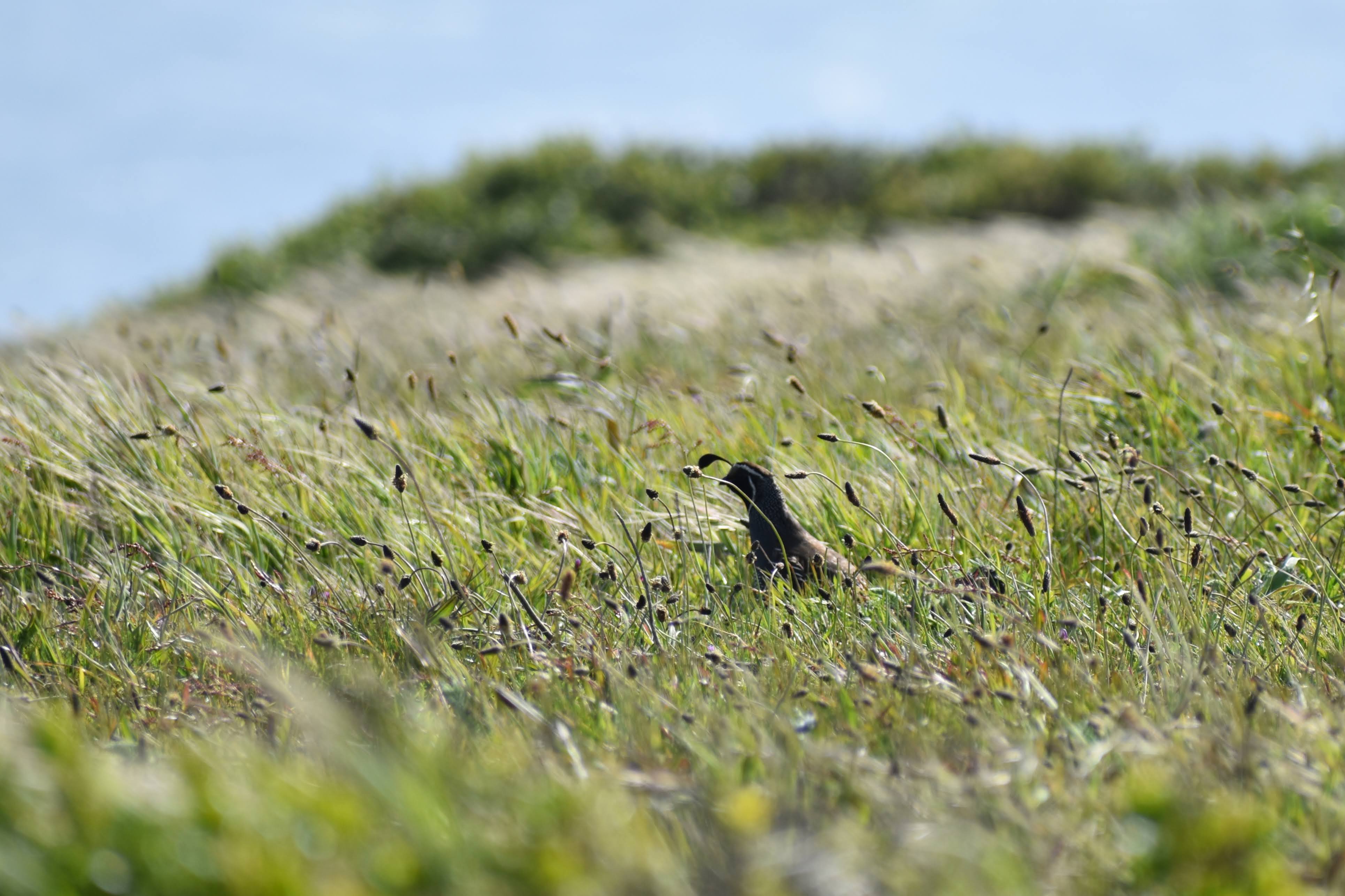 California Quail, Tomales Point, CA