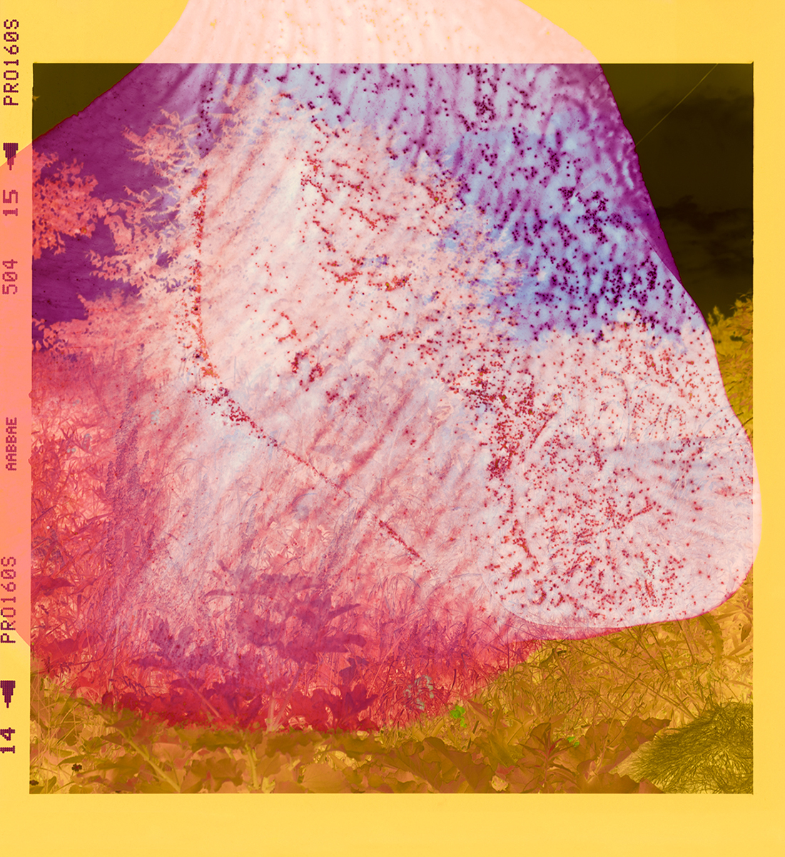 Belle Isle (IV), 2021