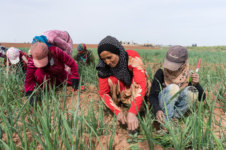 Pr&egrave;s de Qamishlo, avril 2018. Au Rojava, les femmes assurent une partie importante des travaux agricoles les plus p&eacute;nibles. Ces travailleuses saisonni&egrave;res, femmes arabes de la r&eacute;gion d'Alep et Ayn Issa, gagnent &agrave; peine 1000 livres syriennes par journ&eacute;e de travail, soit 6 &agrave; 8h.