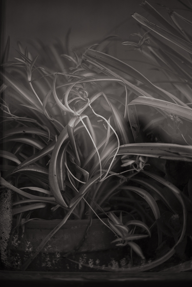 Window, Pigmented Inkjet Print (Canson Platine Fiber Rag, 310 gsm), 40 x 27 cm