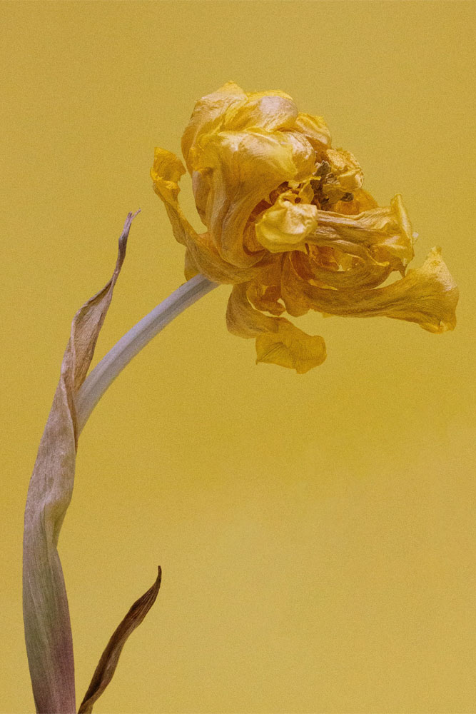 original image by Kristina Skoreva