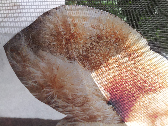  Still  Printed on Hahnemuehle Photo Rag, 7" x 10