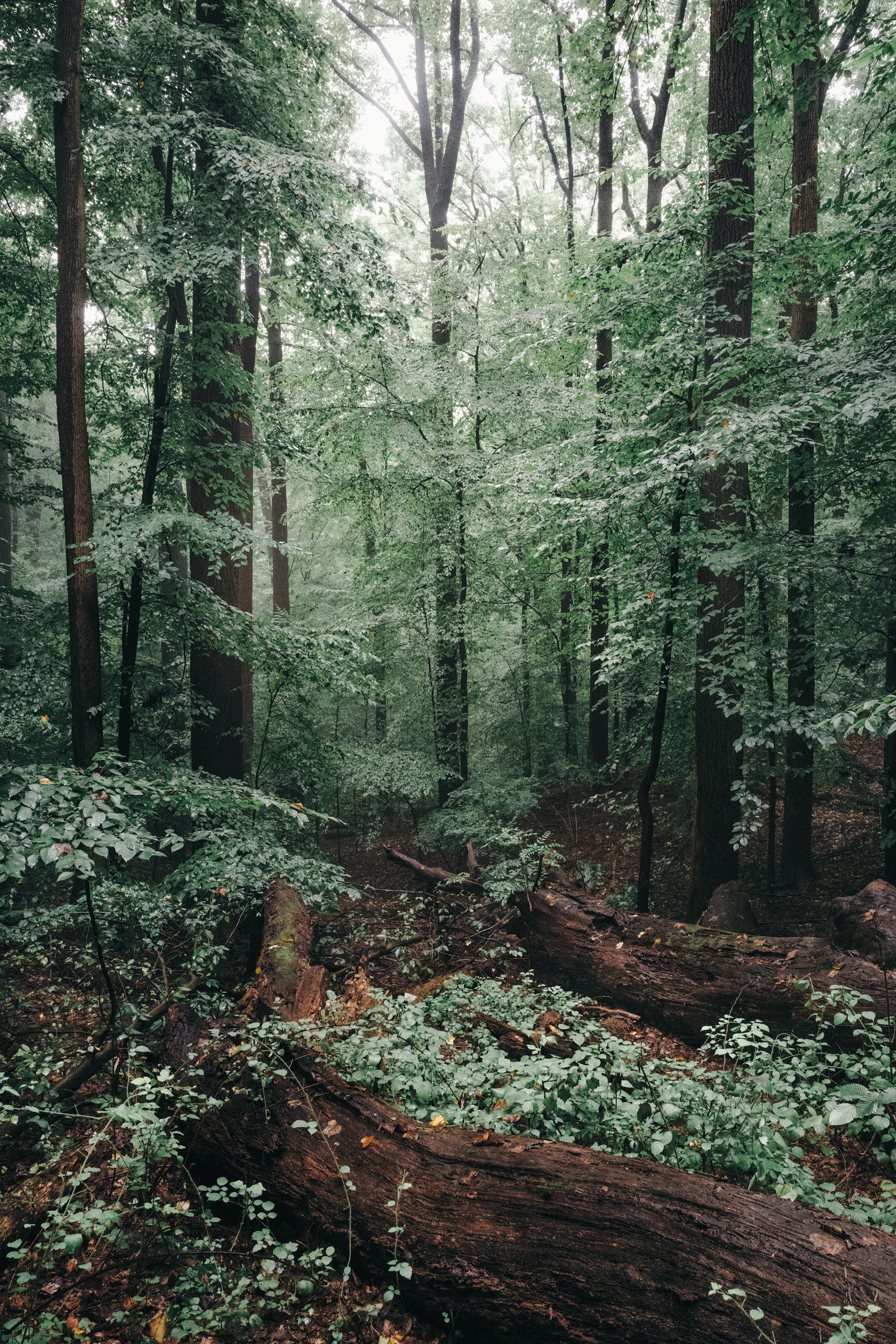 RCP I . There's a Unicorn that Lives in Rock Creek Park