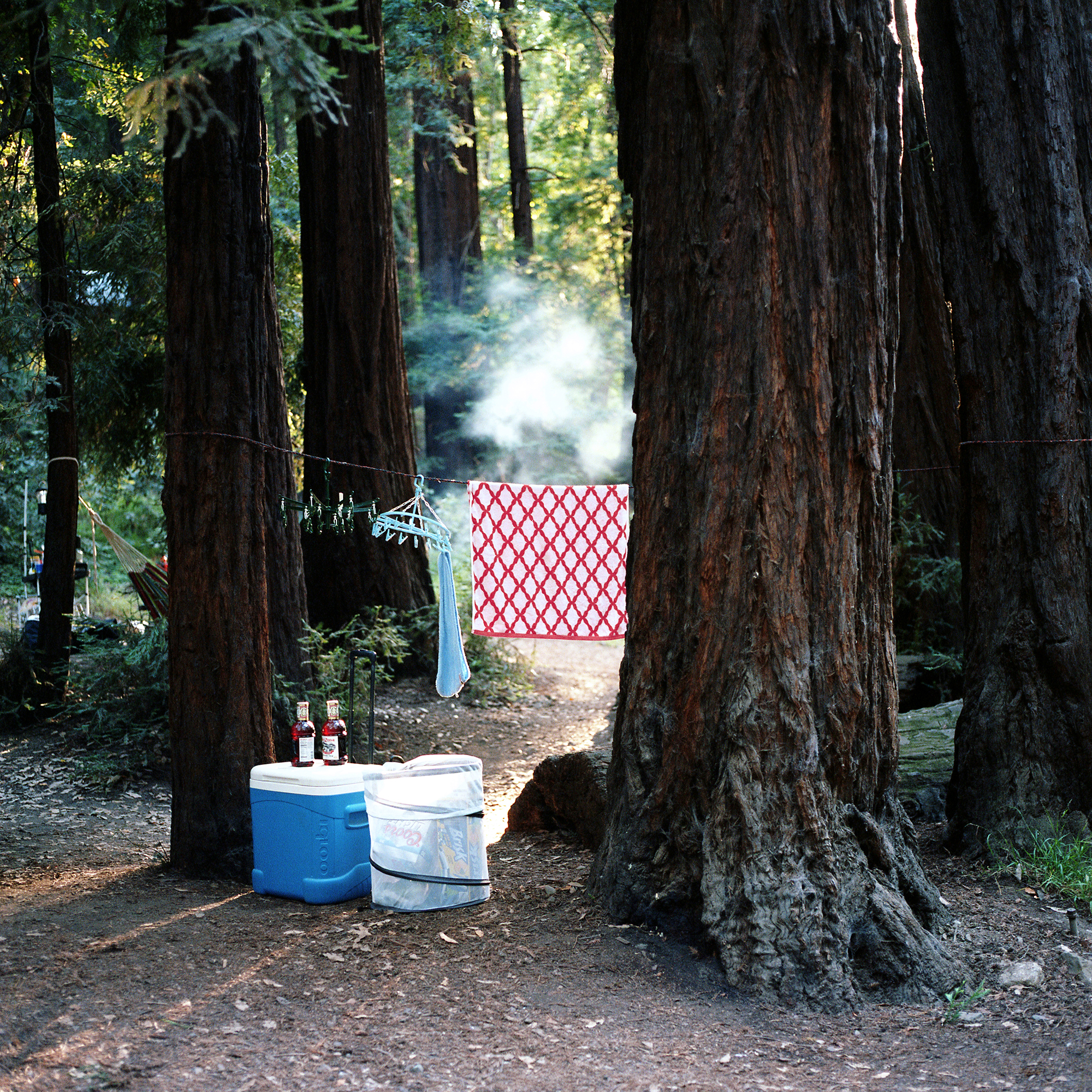 Clothesline on Trees, Big Sur, CA, 2015