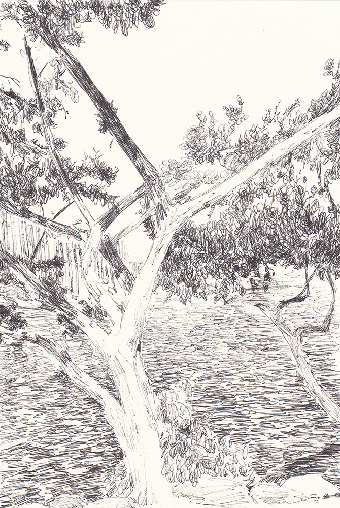 HAWAII tree, 2017, pen on paper, 21*14.8(cm)