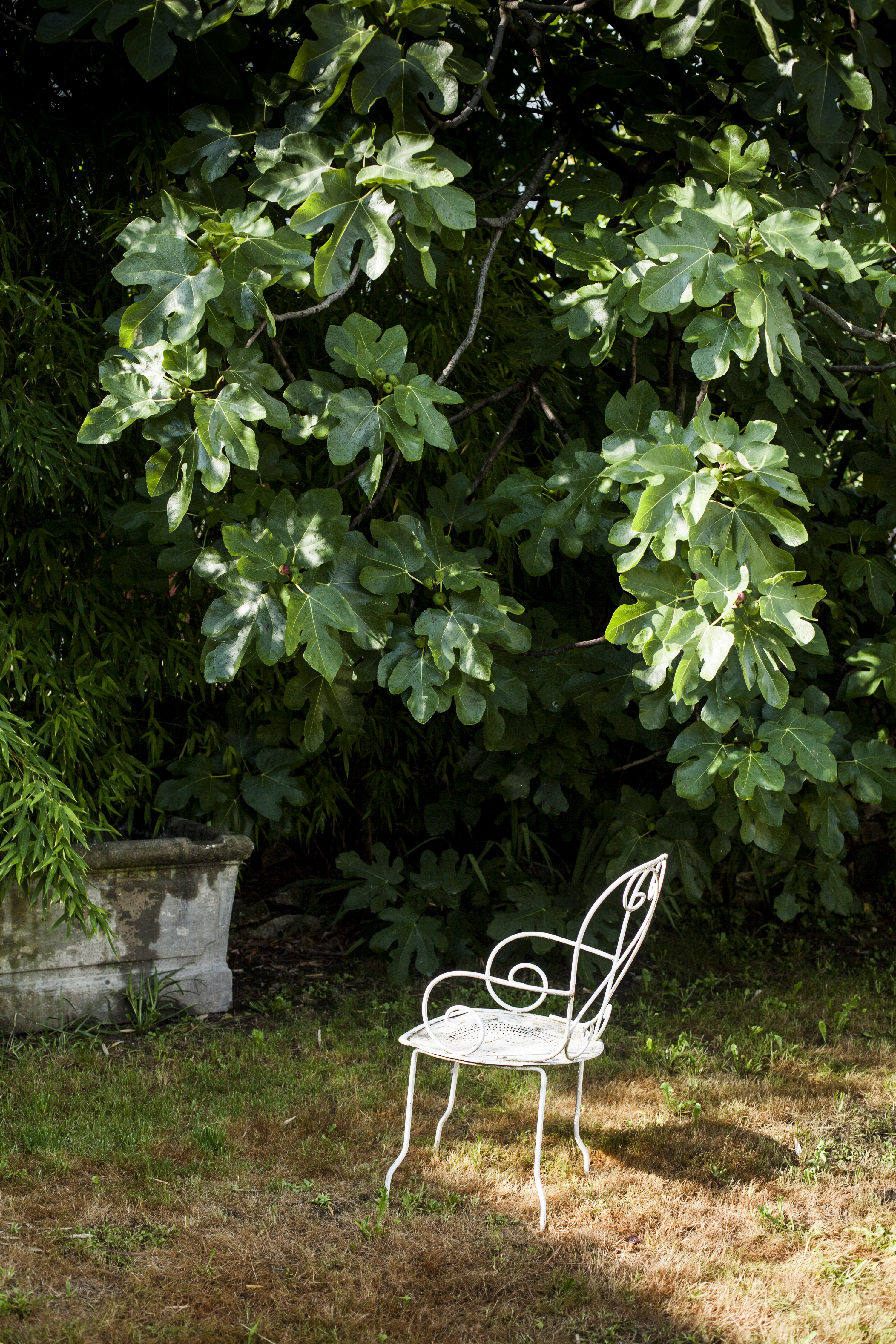 julien cregut-Lost Dogs-©juliencregut