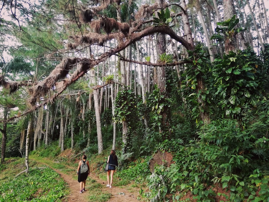 Hiking through the jungle in Ubatuba Brazil