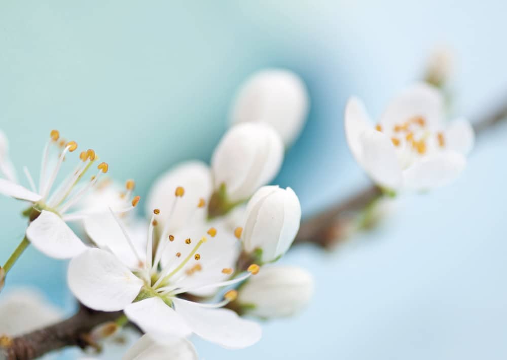 Nr. 025   Schwarzdorn