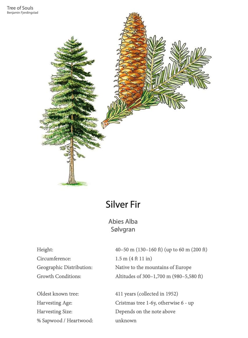 пихта нордмана хвоя. пихта пирамидальная. сосна пандероса. пихта обыкновенная. Forms of coniferous trees.