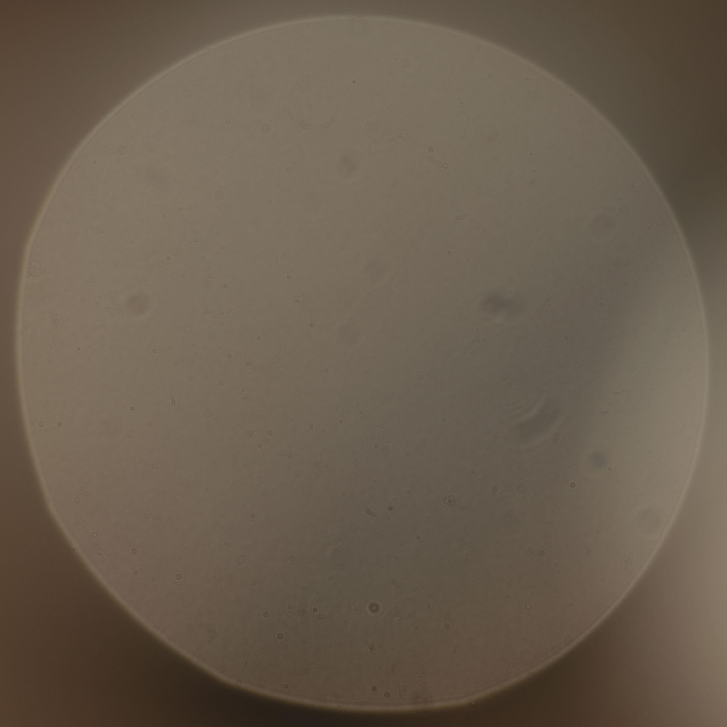 ELYN, Album BORN[E], 2022