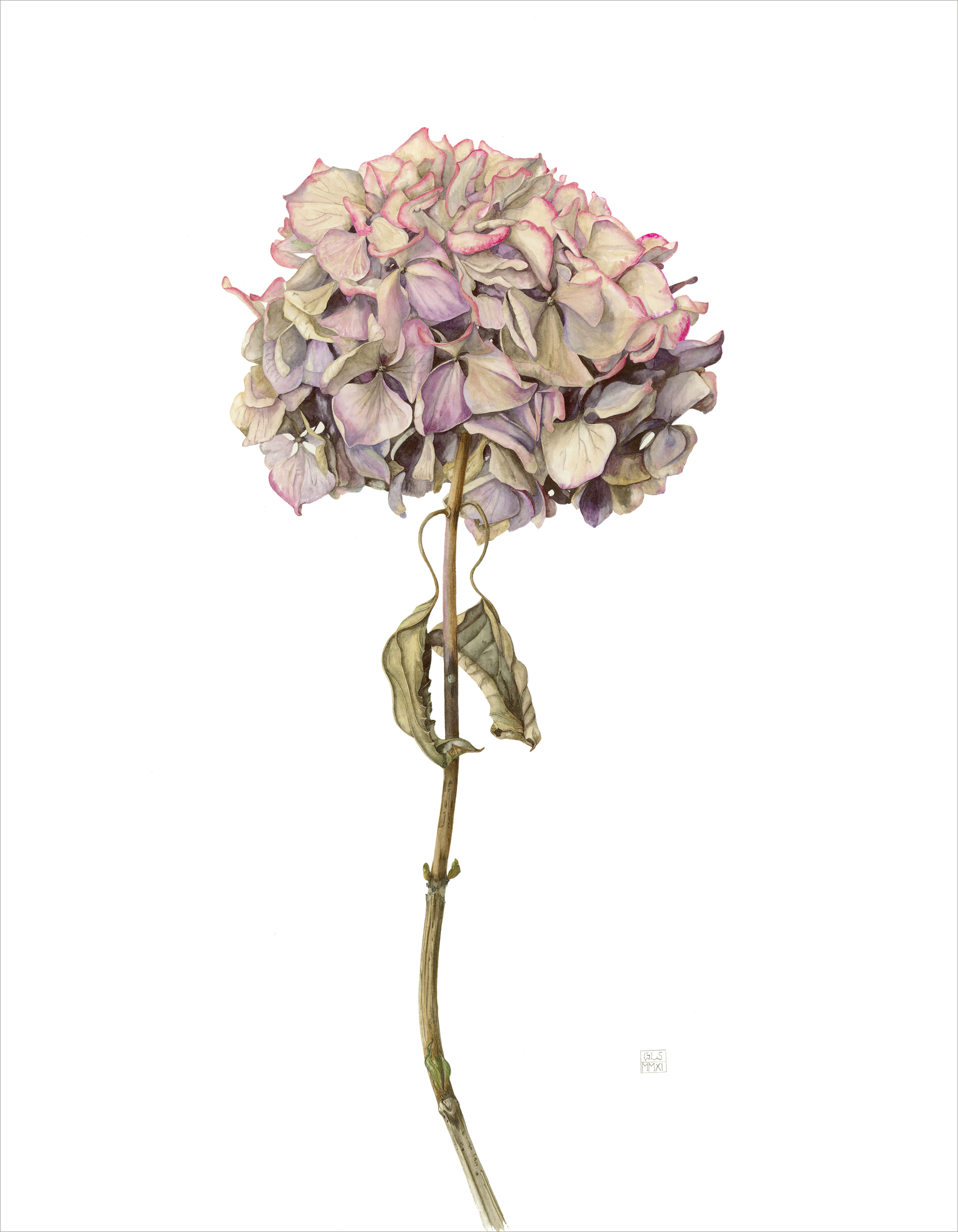 Hydrangea macrophylla Masja