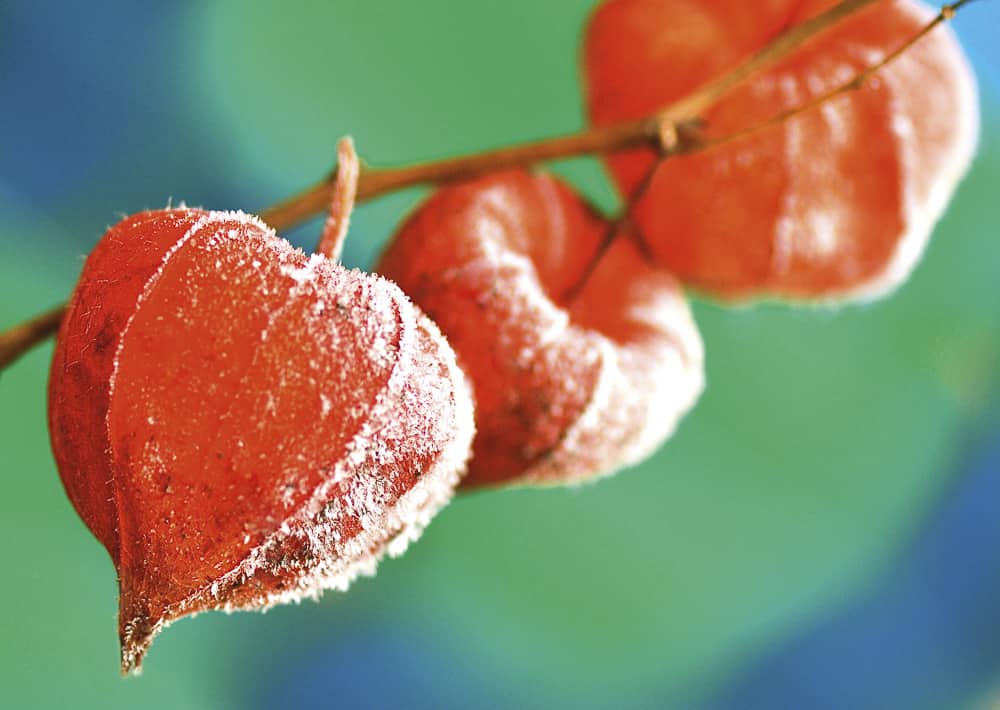 Nr.181 Laternli mit Raureif