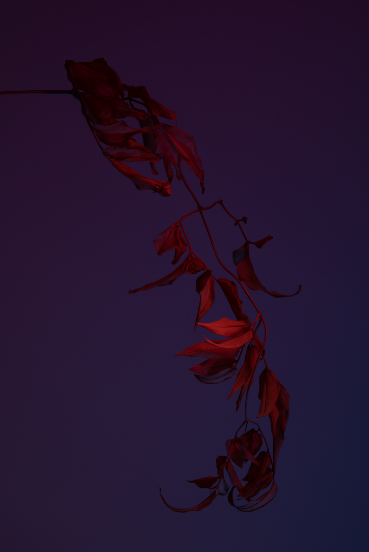 PHOTOGRAPHY BY RAF STUDIO FOR HERMES