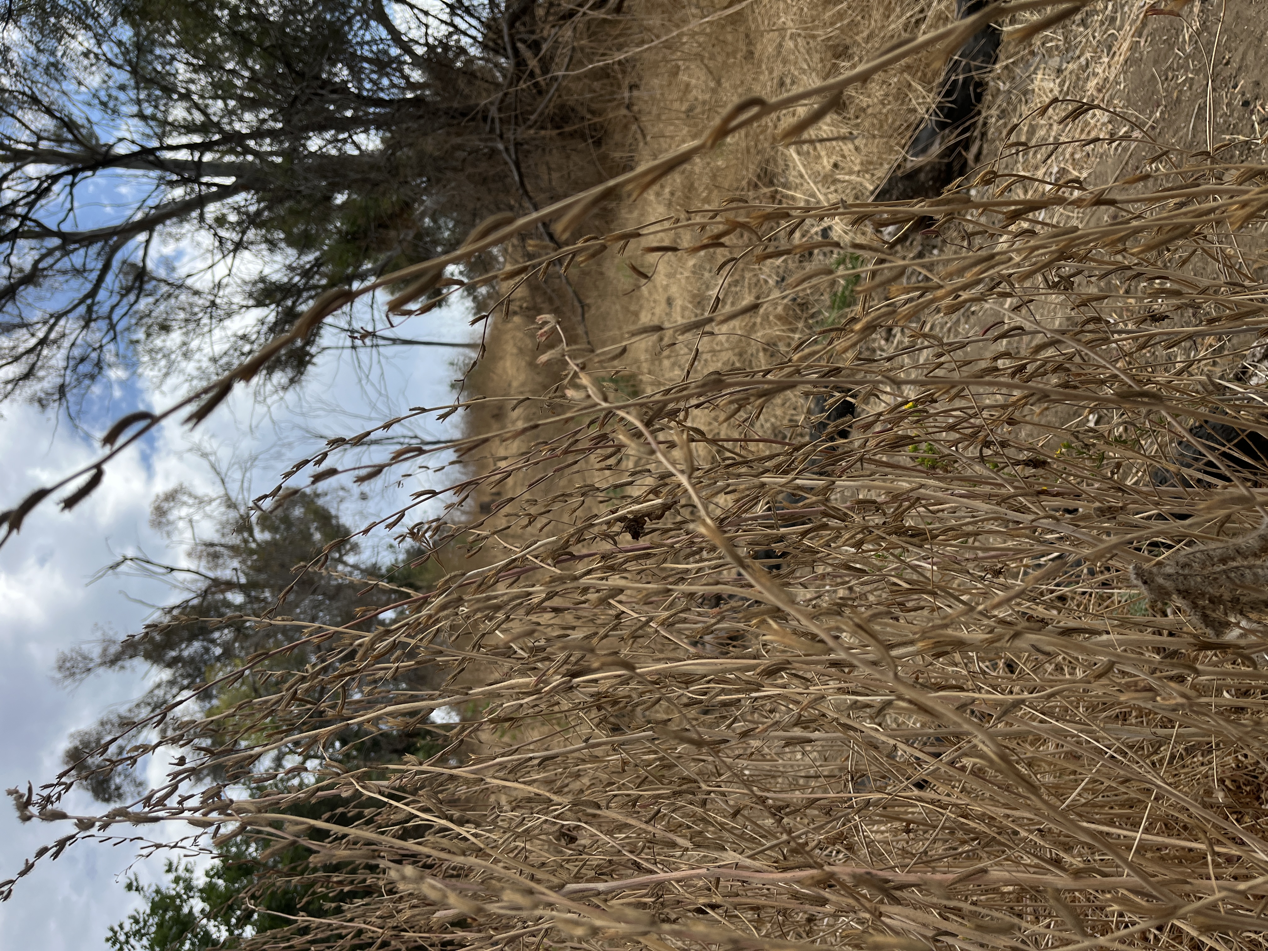 spent clarkia seed pods