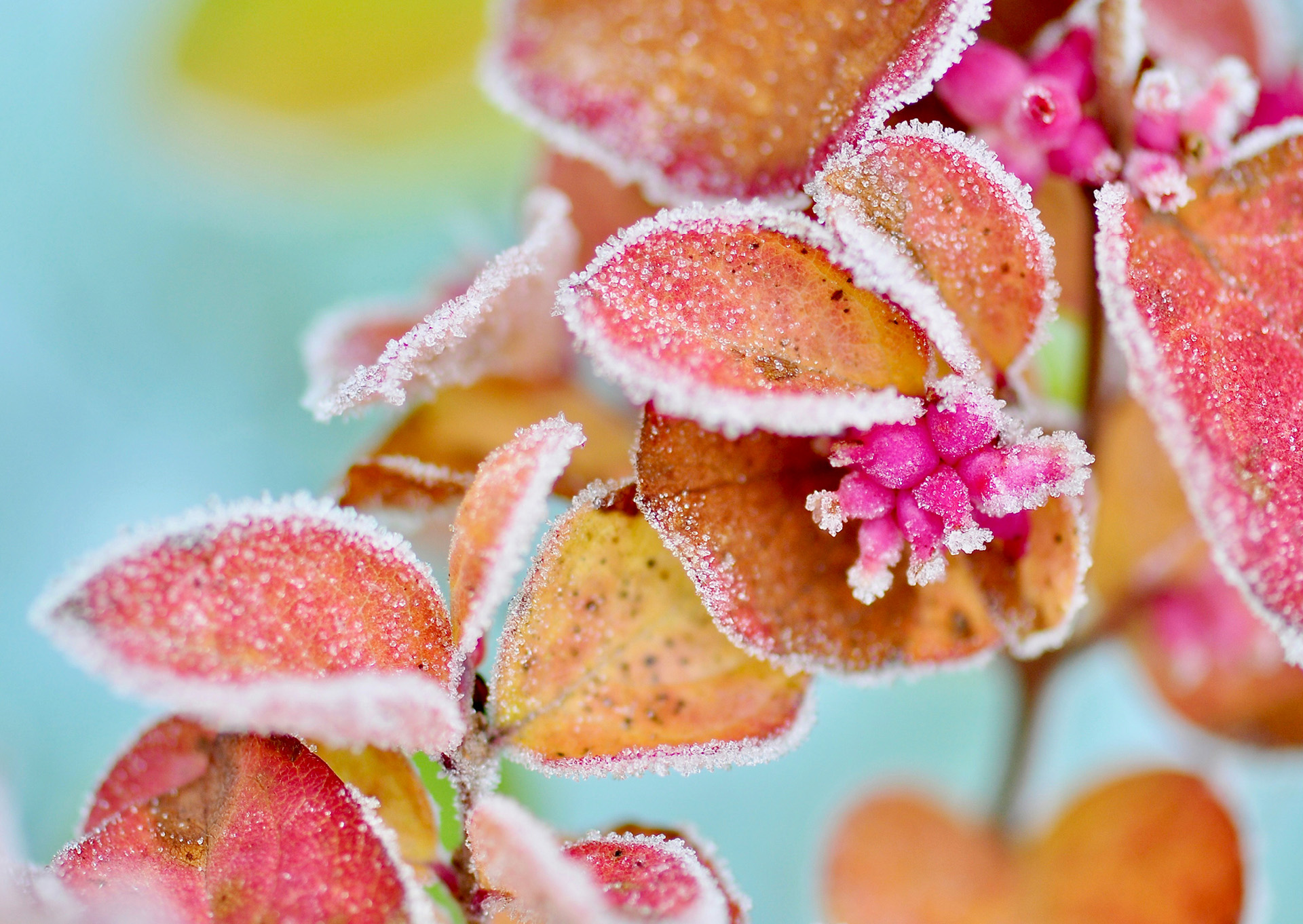 Nr. 214 Blattjuwelen