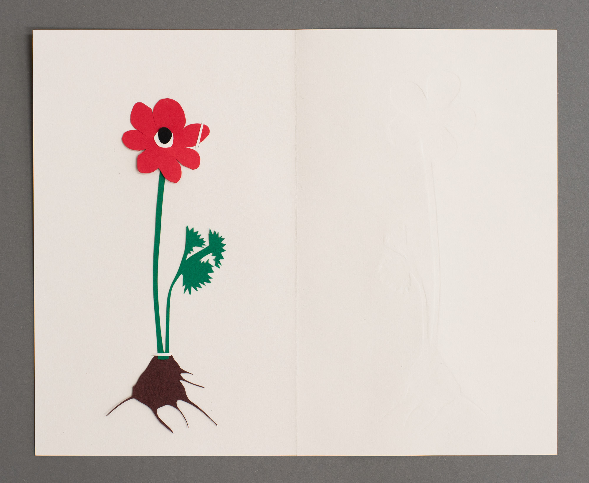 Anemone, شقائق النعمان, כלנית מצויה