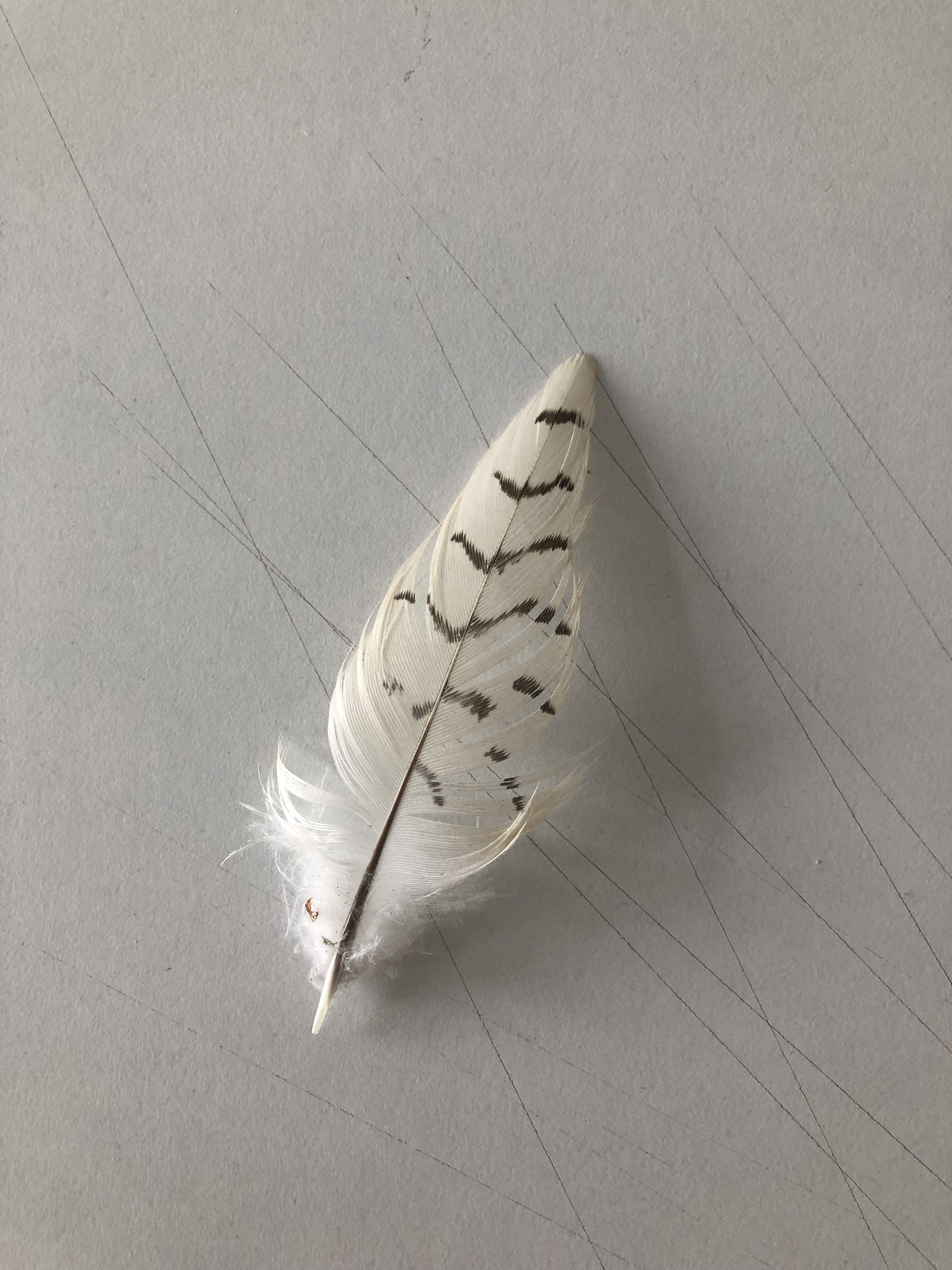 06.09.2023, Orta Bahçe